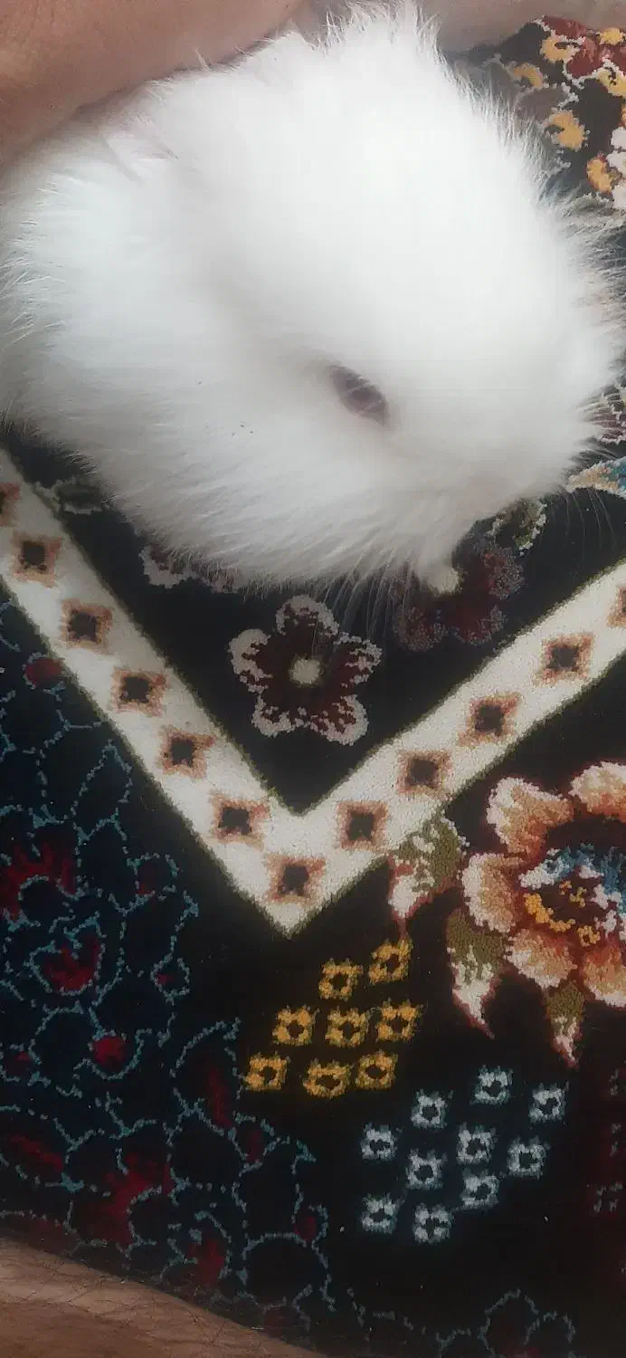 خرگوش لپی|موش و خرگوش|یزد, |دیوار