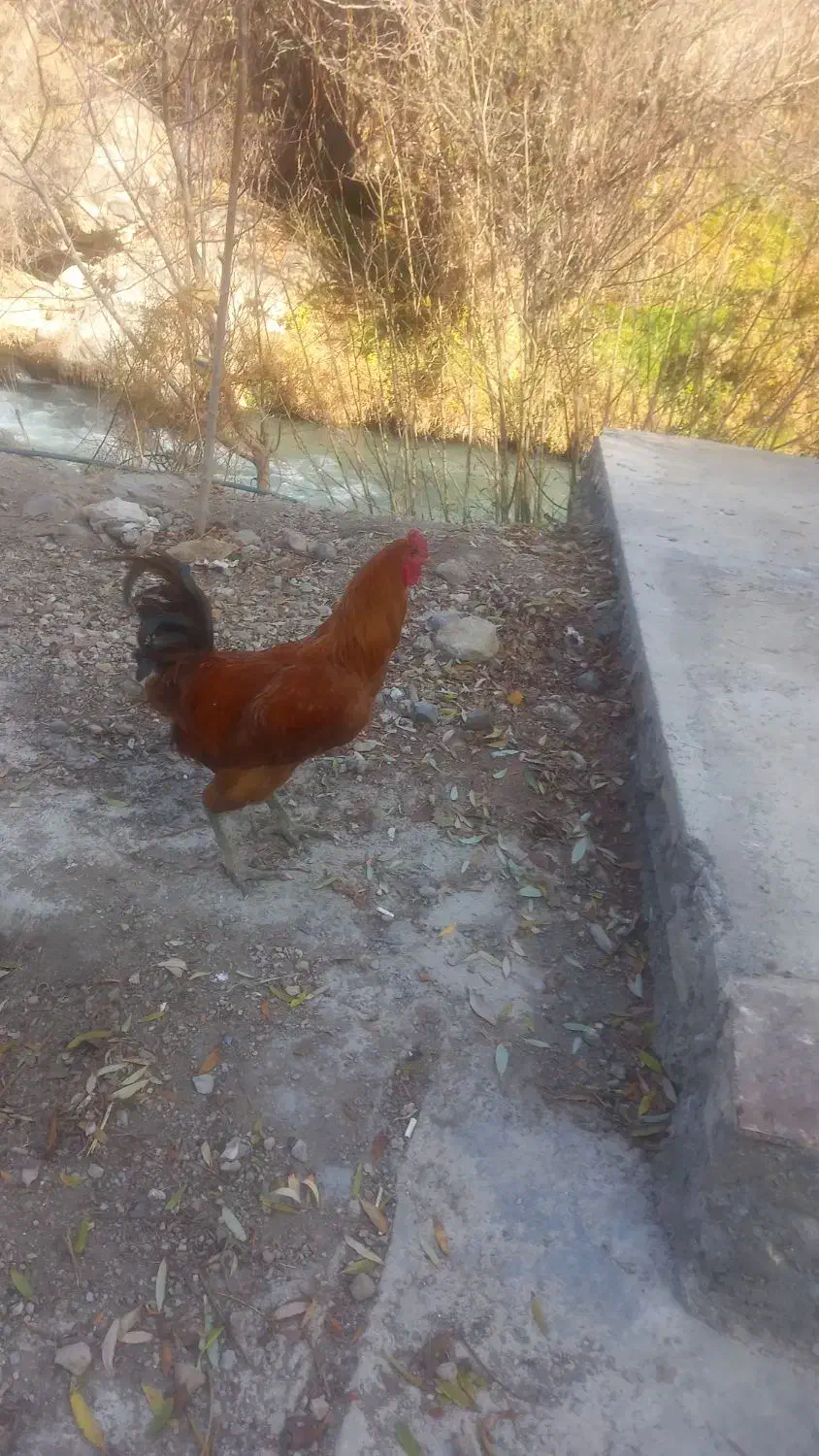 خروس فروشی|حیوانات مزرعه|رینه, |دیوار