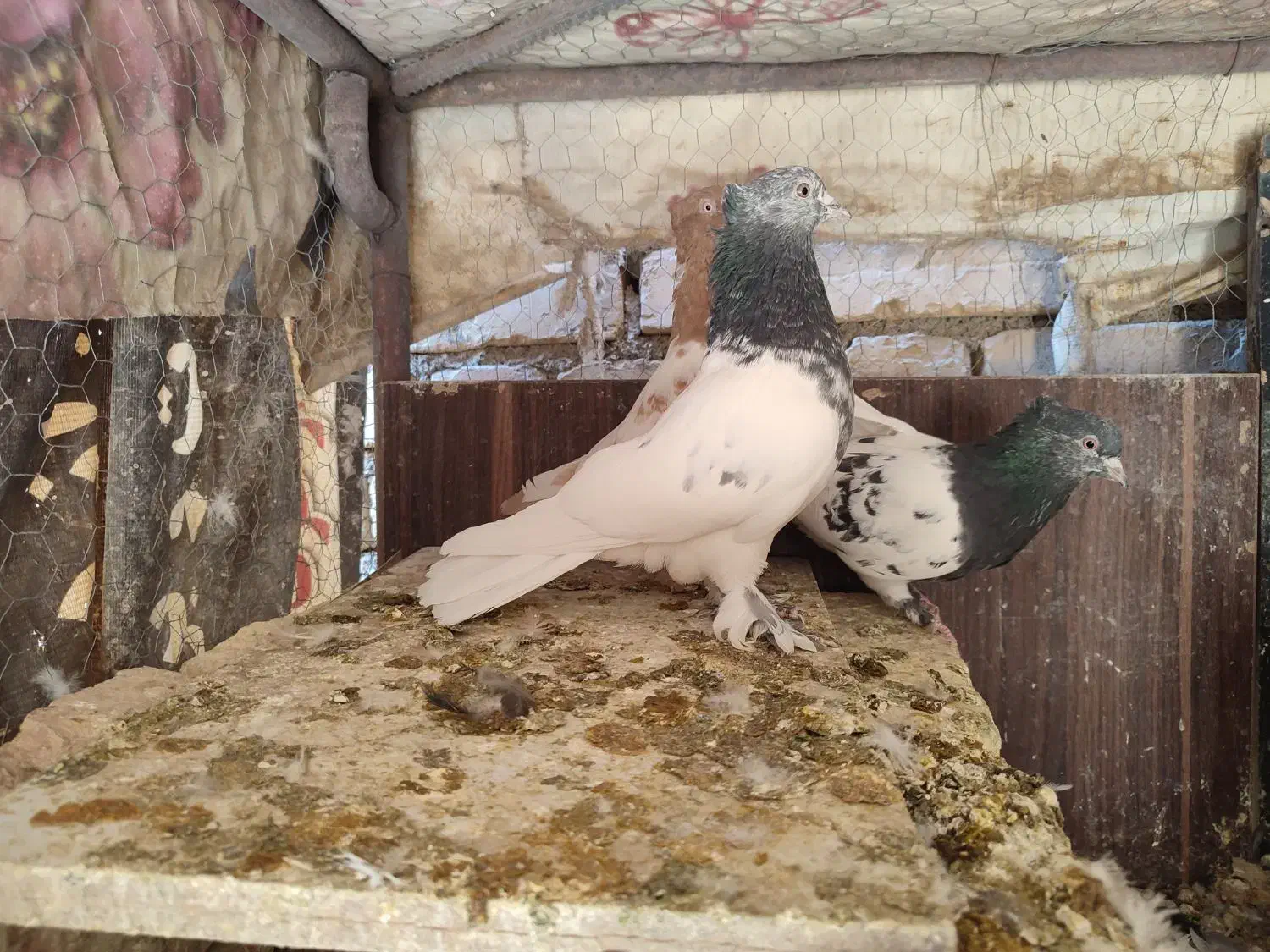 کله الماسی کله سیاه سینه زرد ماده سوسکی پلاکی|پرنده|مبارکه, |دیوار