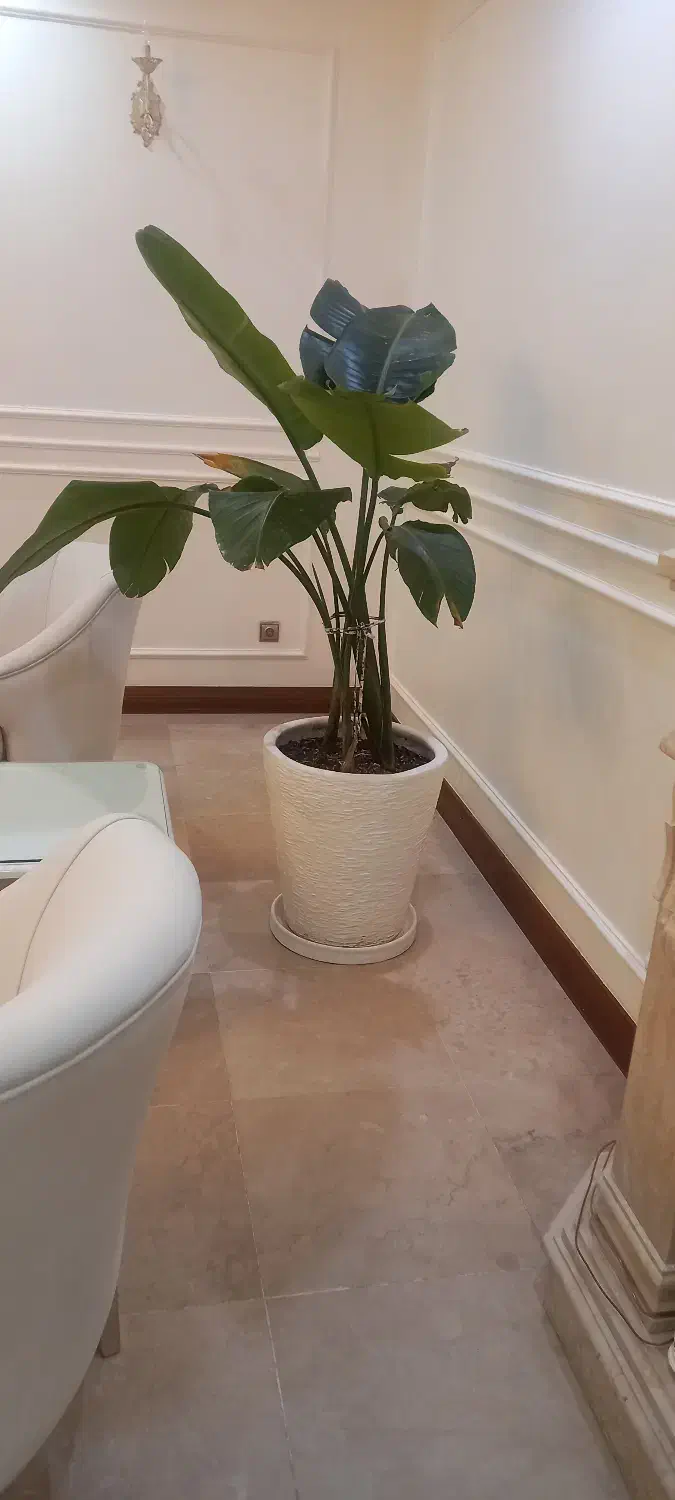 گل طبیعی نخل نیکلای و شامادورا|گل و گیاه طبیعی|تهران, امام زاده قاسم (نیاوران)|دیوار