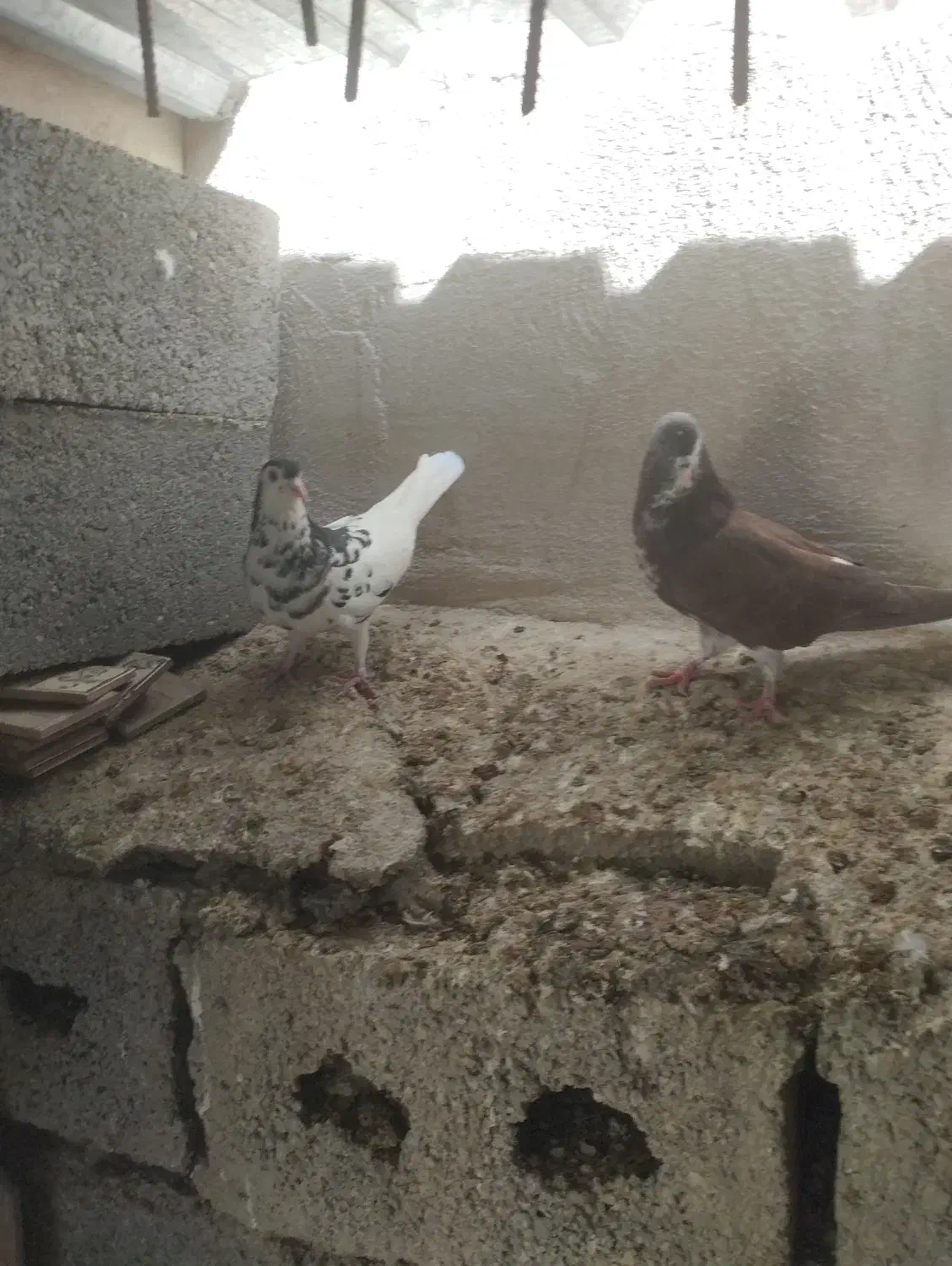 کبوتر شهری و زاغ|پرنده|جم, |دیوار