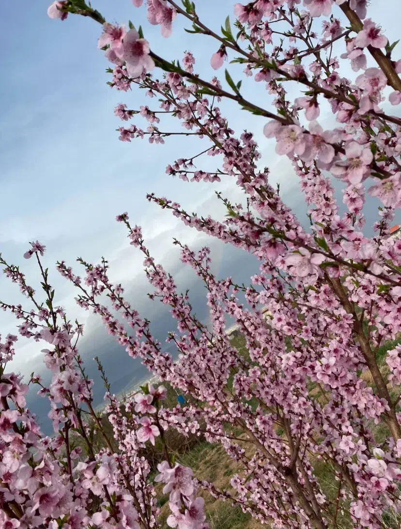 فروش باغ ۷۸۰۰ متری در زنجان|فروش زمین و ملک کلنگی|زنجان, |دیوار