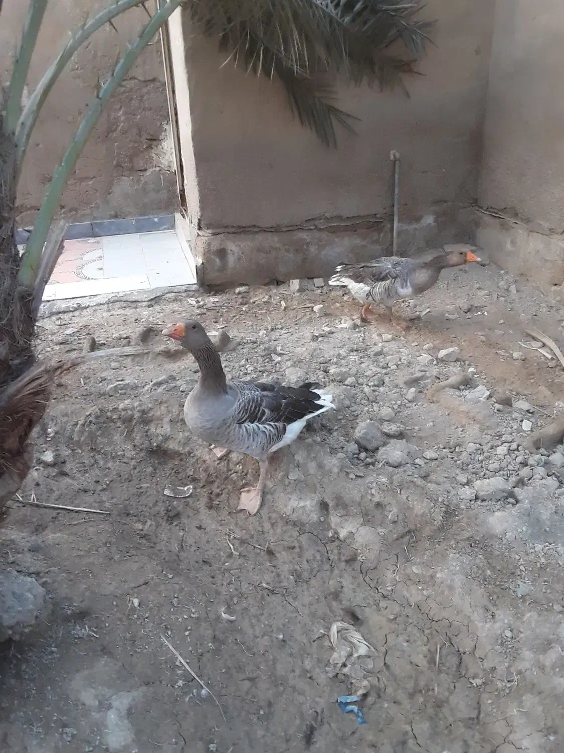 سلام غاز سرحال|حیوانات مزرعه|شادگان, |دیوار