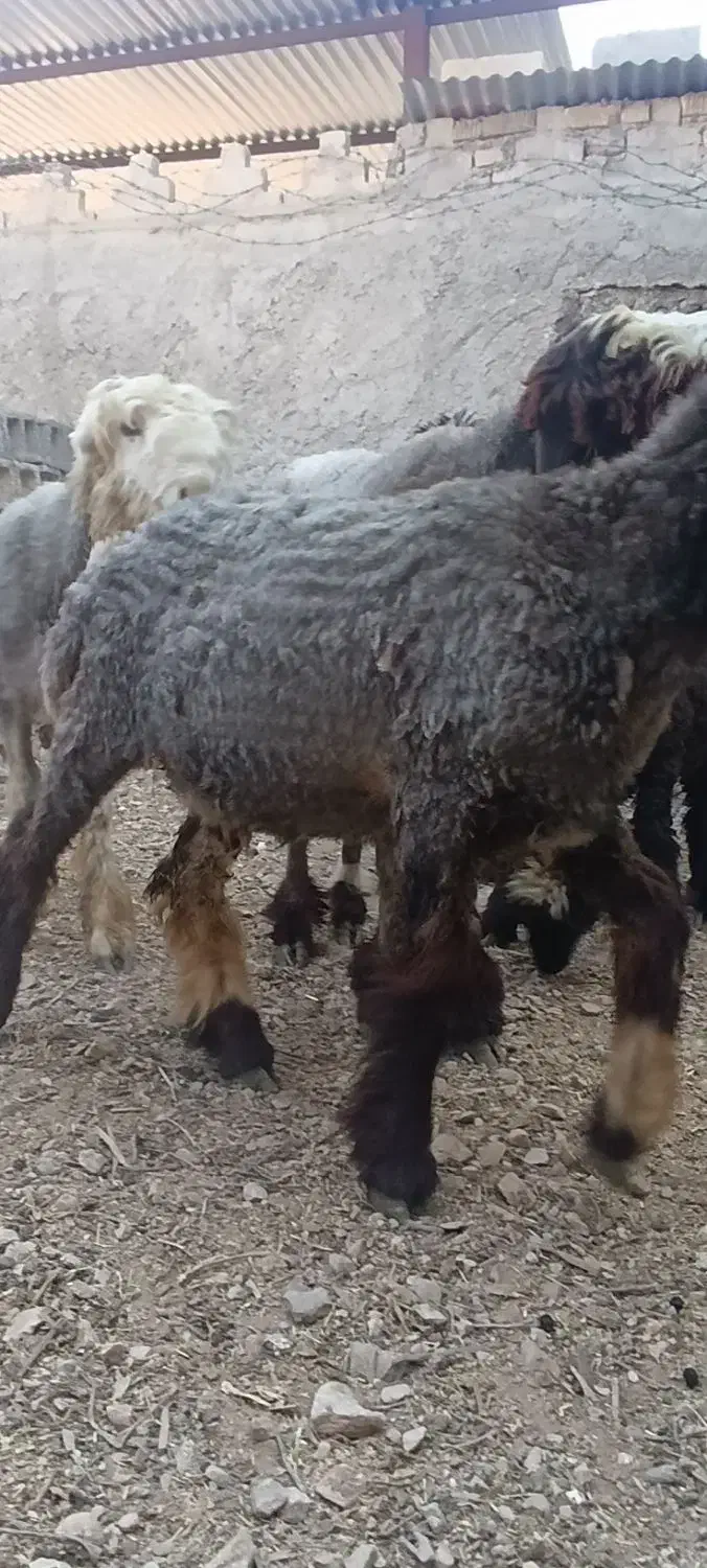 بره نر تخت|حیوانات مزرعه|مرودشت, تخت جمشید|دیوار