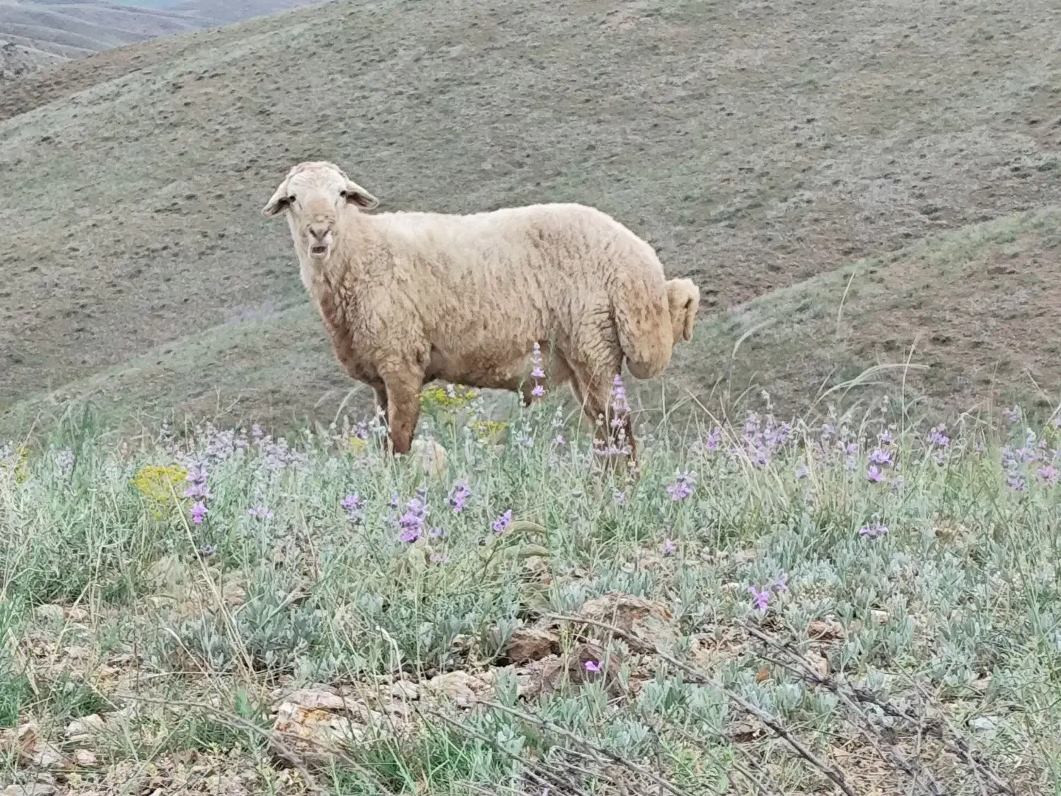 قوچ نژادمغانی|حیوانات مزرعه|اهر, |دیوار