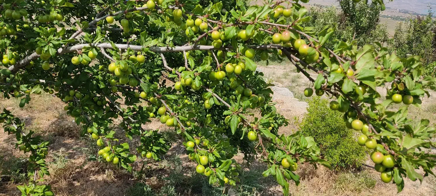 باغ طالقان|فروش زمین و ملک کلنگی|طالقان, |دیوار