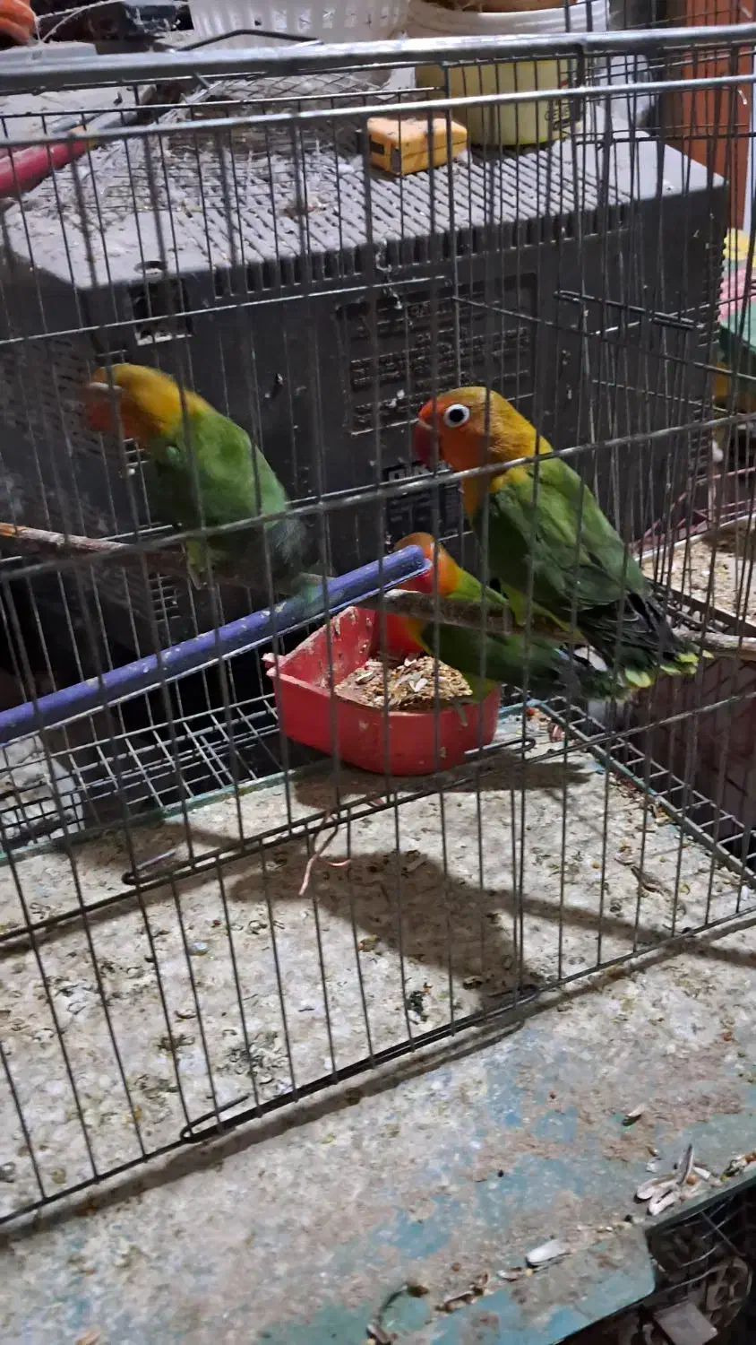 طوطی برزیلی|پرنده|کیش, |دیوار