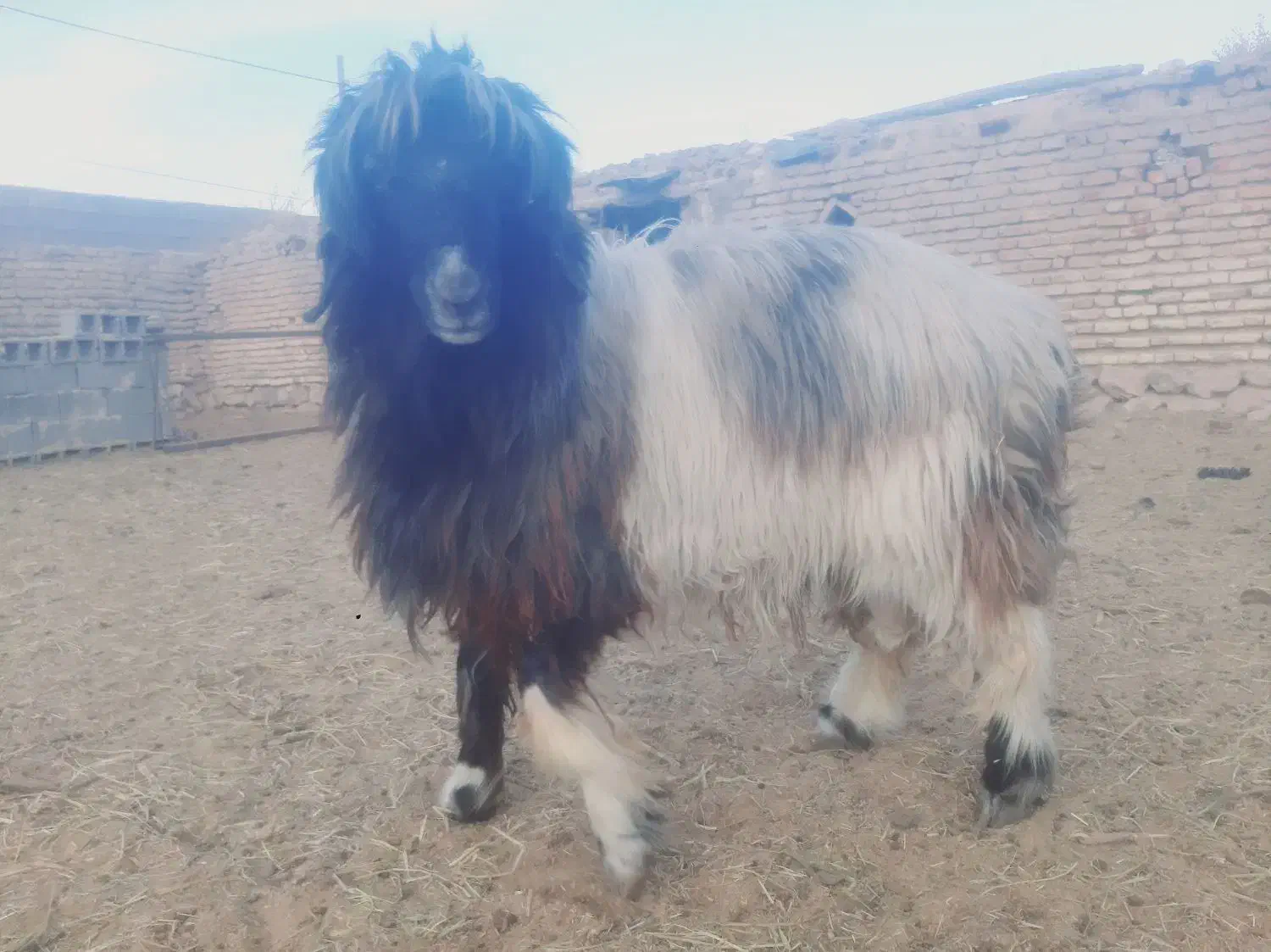 گوسفند|حیوانات مزرعه|سیدان, |دیوار