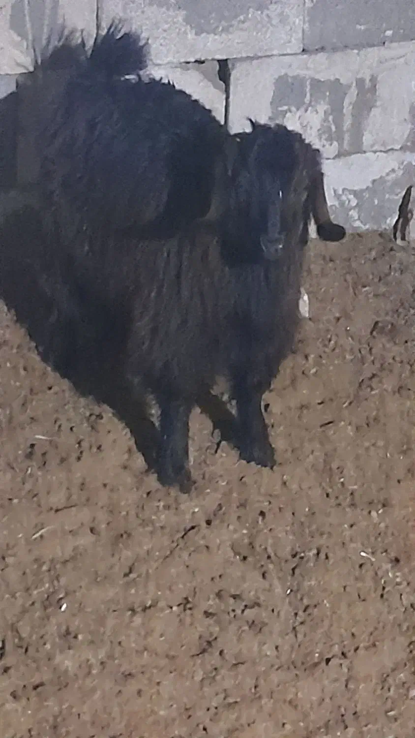 بزکهره دار ومیش بره دار وبزخشک|حیوانات مزرعه|مرودشت, ده بید|دیوار