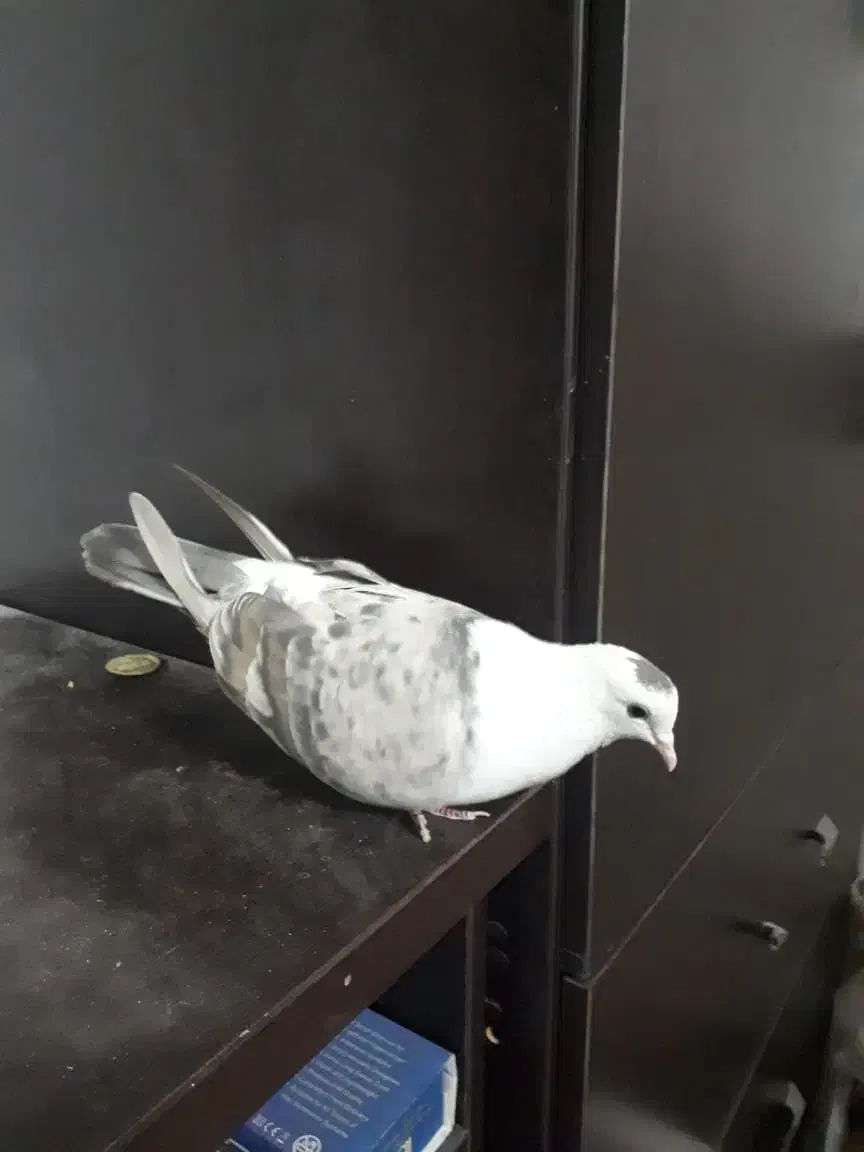 مخمل سوسنی ماده|پرنده|شیراز, آبیاری|دیوار