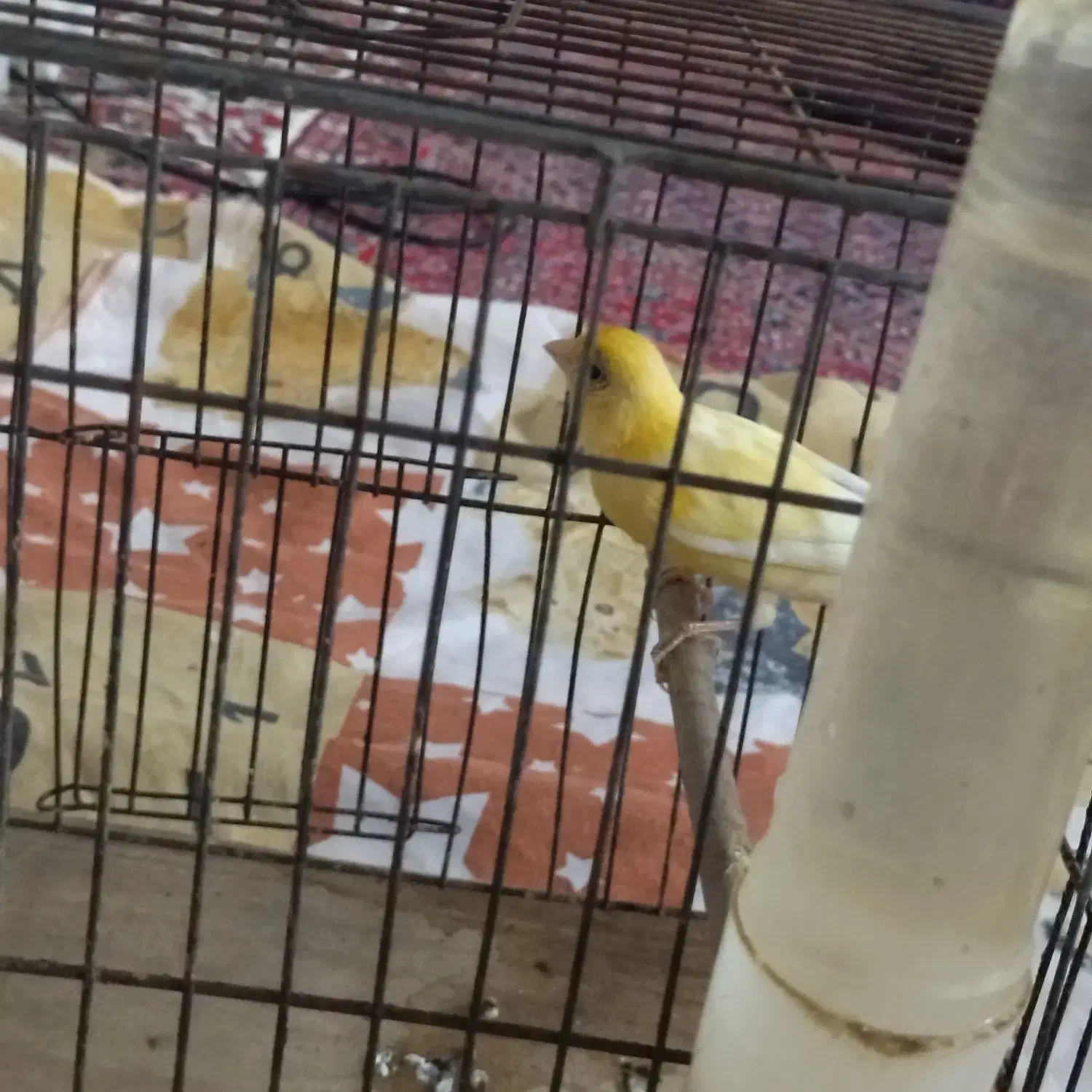 فروش قناری ماده|پرنده|پارس‌آباد, |دیوار