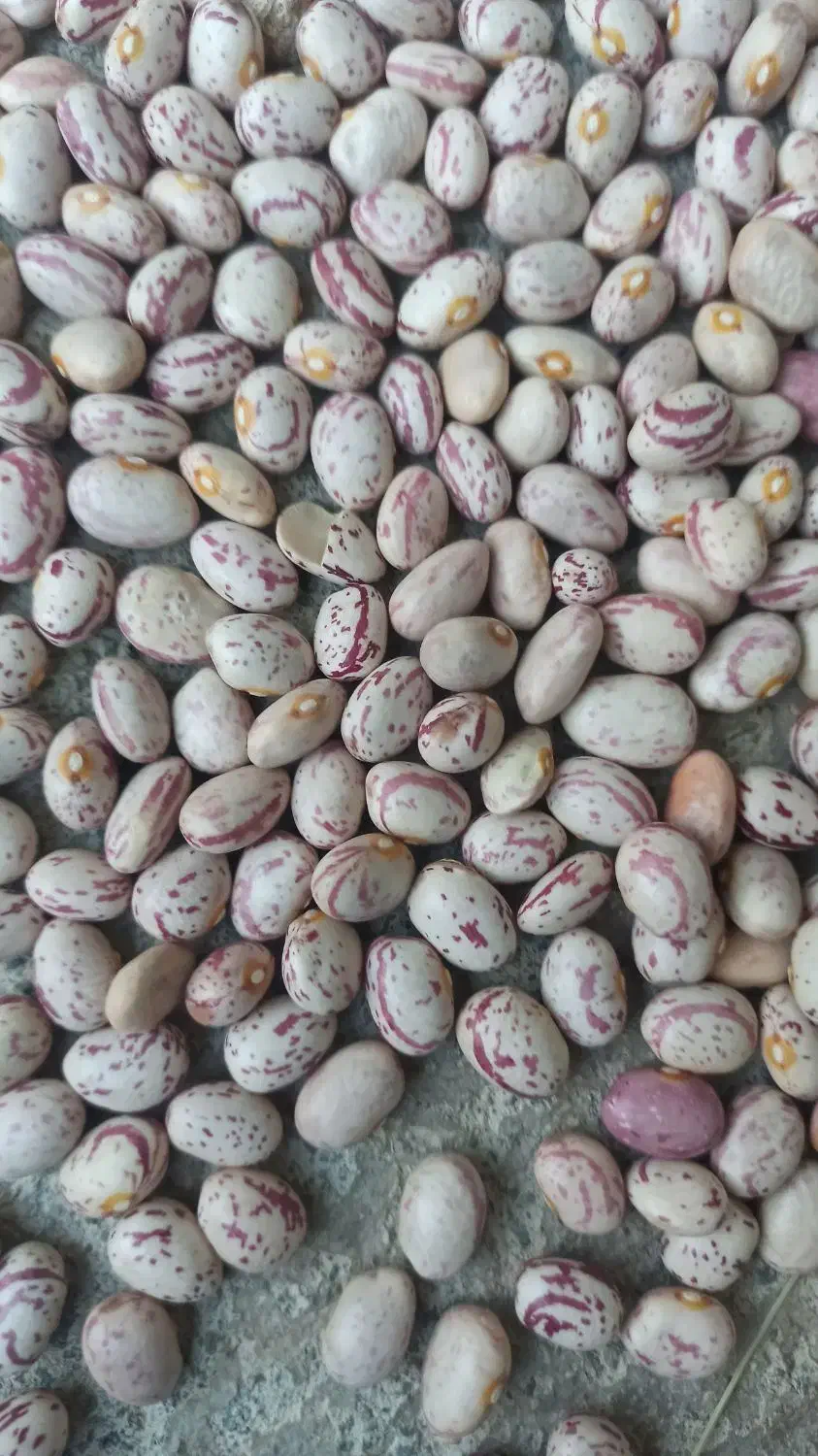 فروش لوبیا چیتی|خوردنی و آشامیدنی|دهگلان, |دیوار