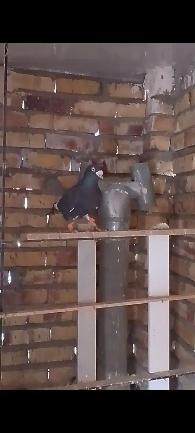 کفتر|پرنده|تایباد, |دیوار