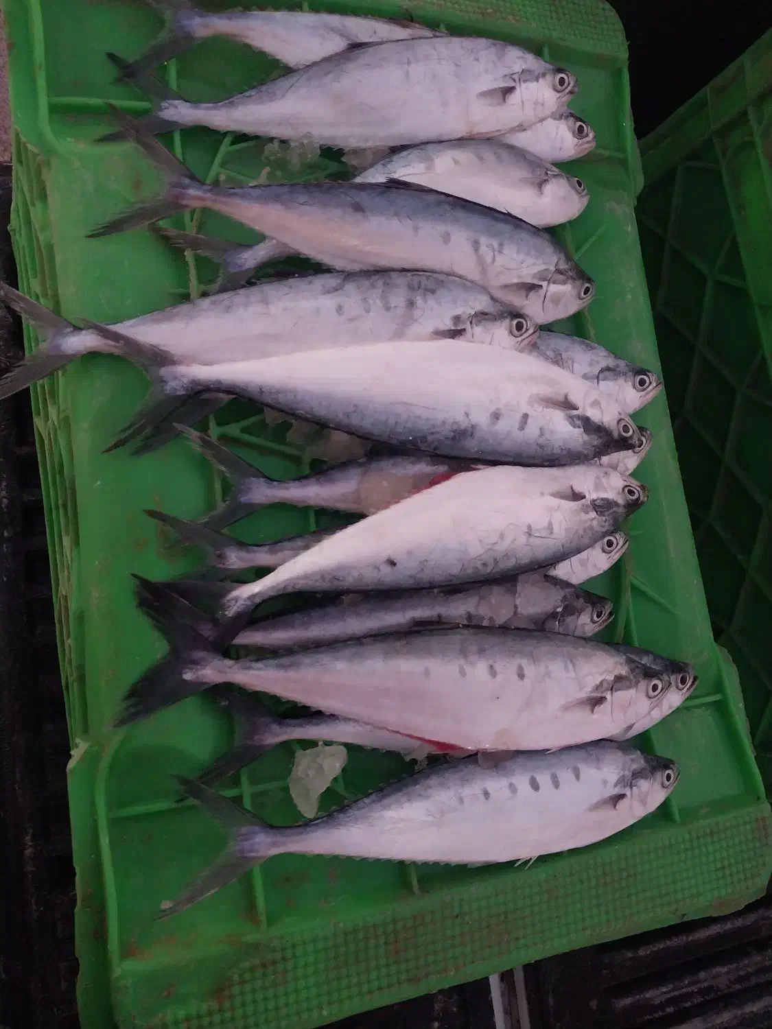 ماهی شیگ تازه کیلو ۱۰۰|ماهی|قشم, |دیوار