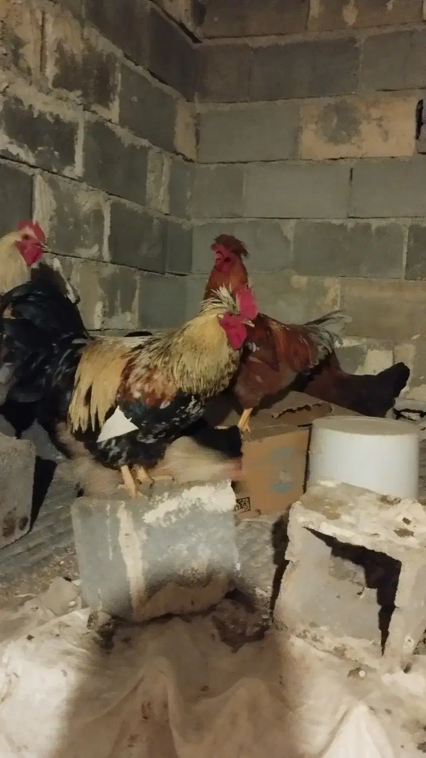 خروس جوان|حیوانات مزرعه|اقلید, |دیوار