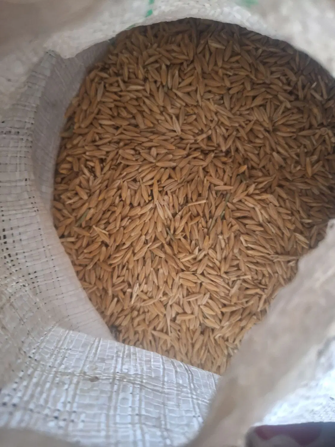 ۵۰ کیلو جو|گل و گیاه طبیعی|شاهینشهر, خانه کارگر|دیوار