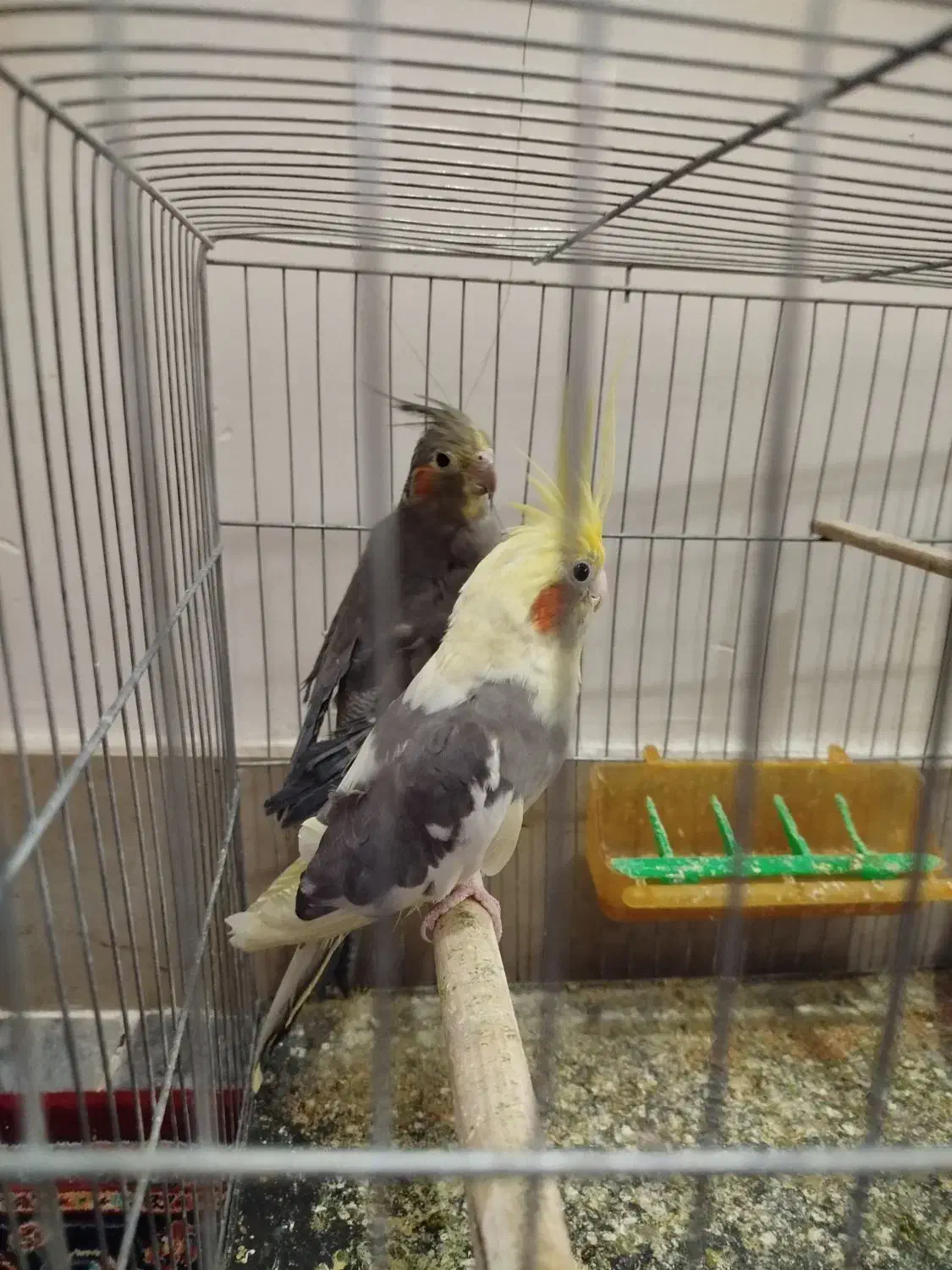 عروس هلندی|پرنده|مرند, |دیوار