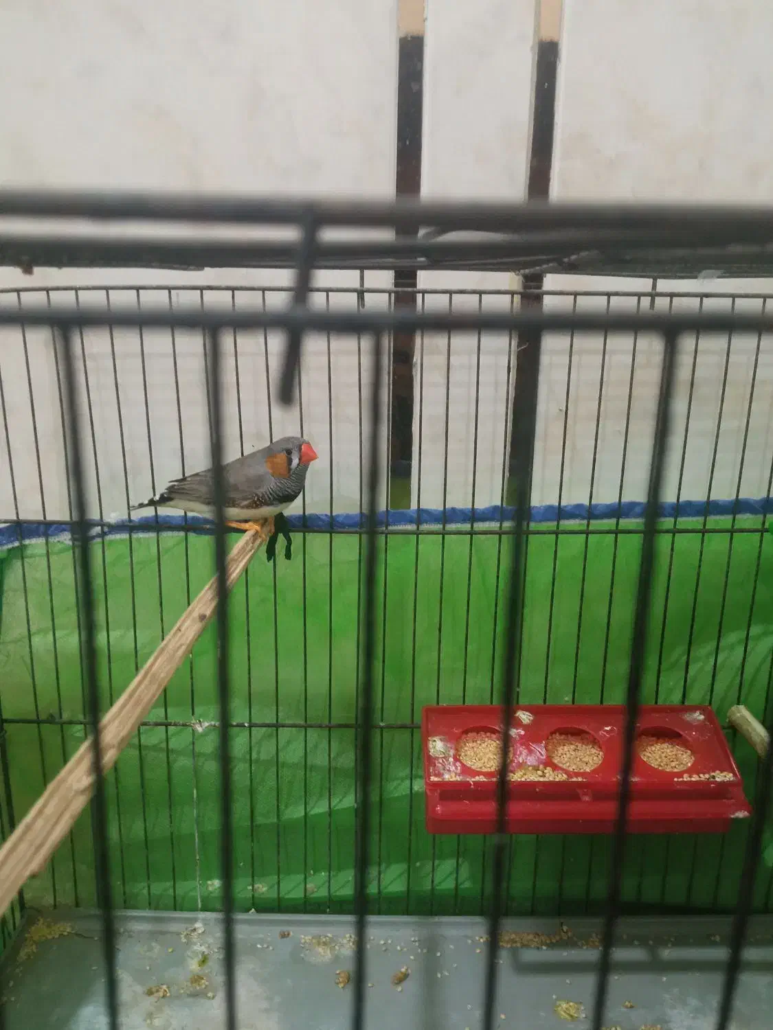 فنچ زبرا نر|پرنده|کارون, |دیوار