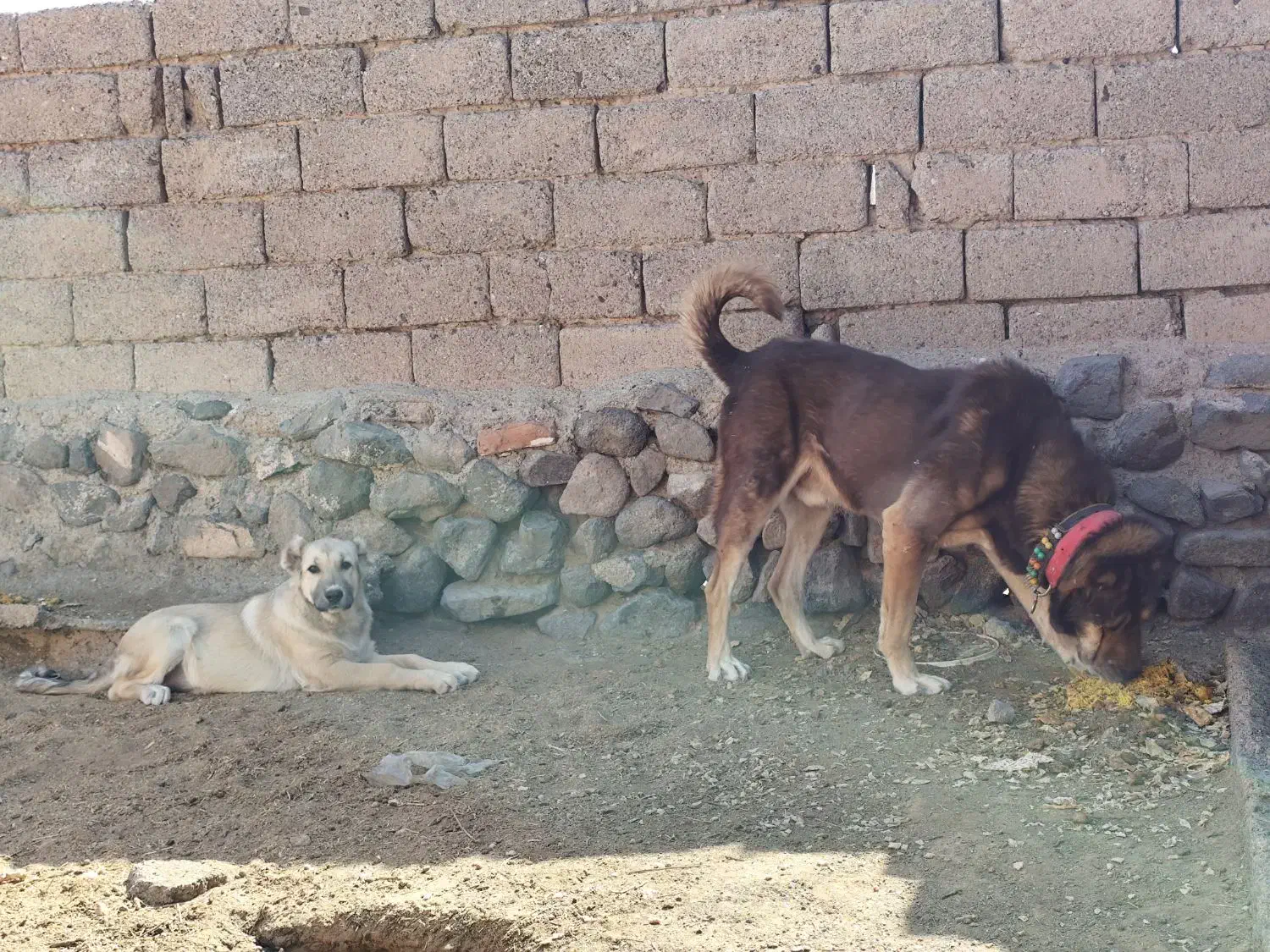 دو عدد عشق|سگ|بیرجند, |دیوار