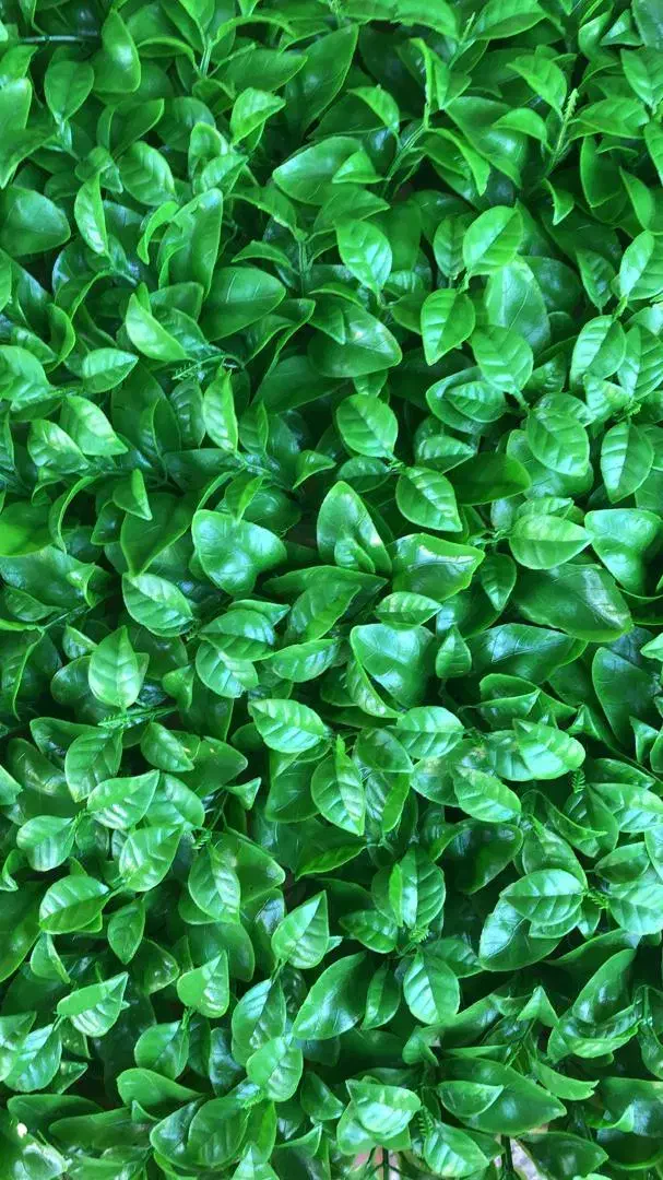 پخش انواع چمن ،فنس برگی رشته ای گرینوال سنگ|عمدهفروشی|رشت, امین الضرب|دیوار