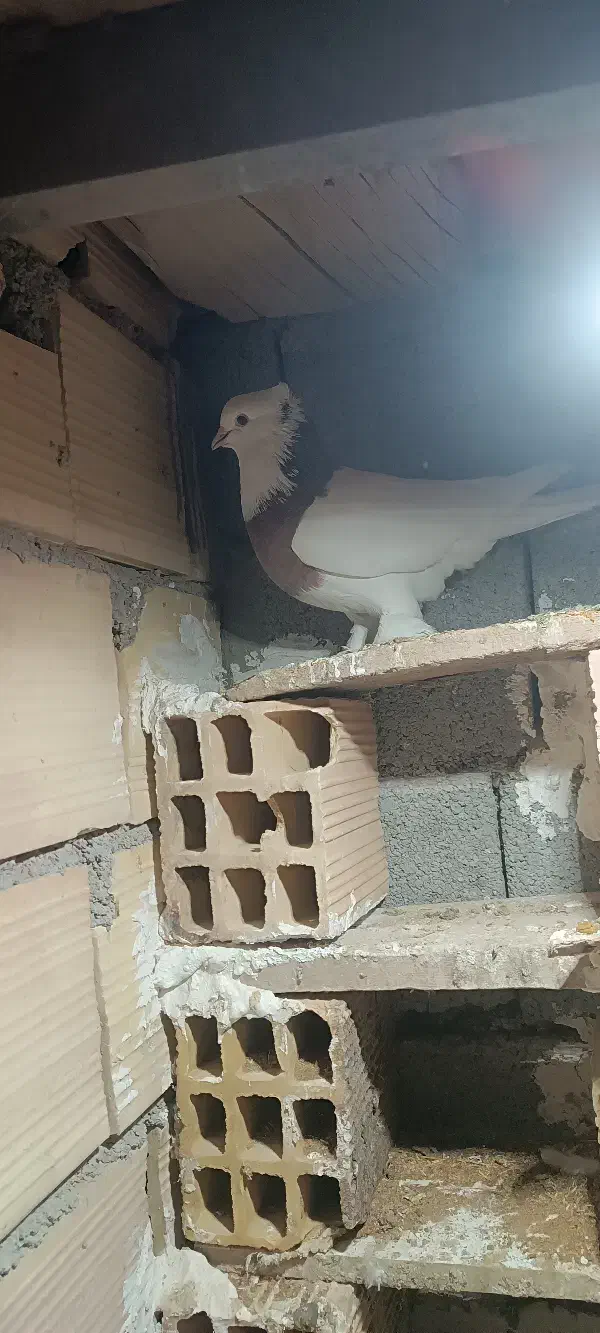 طوقی.  سینه|پرنده|زیرکوه, |دیوار