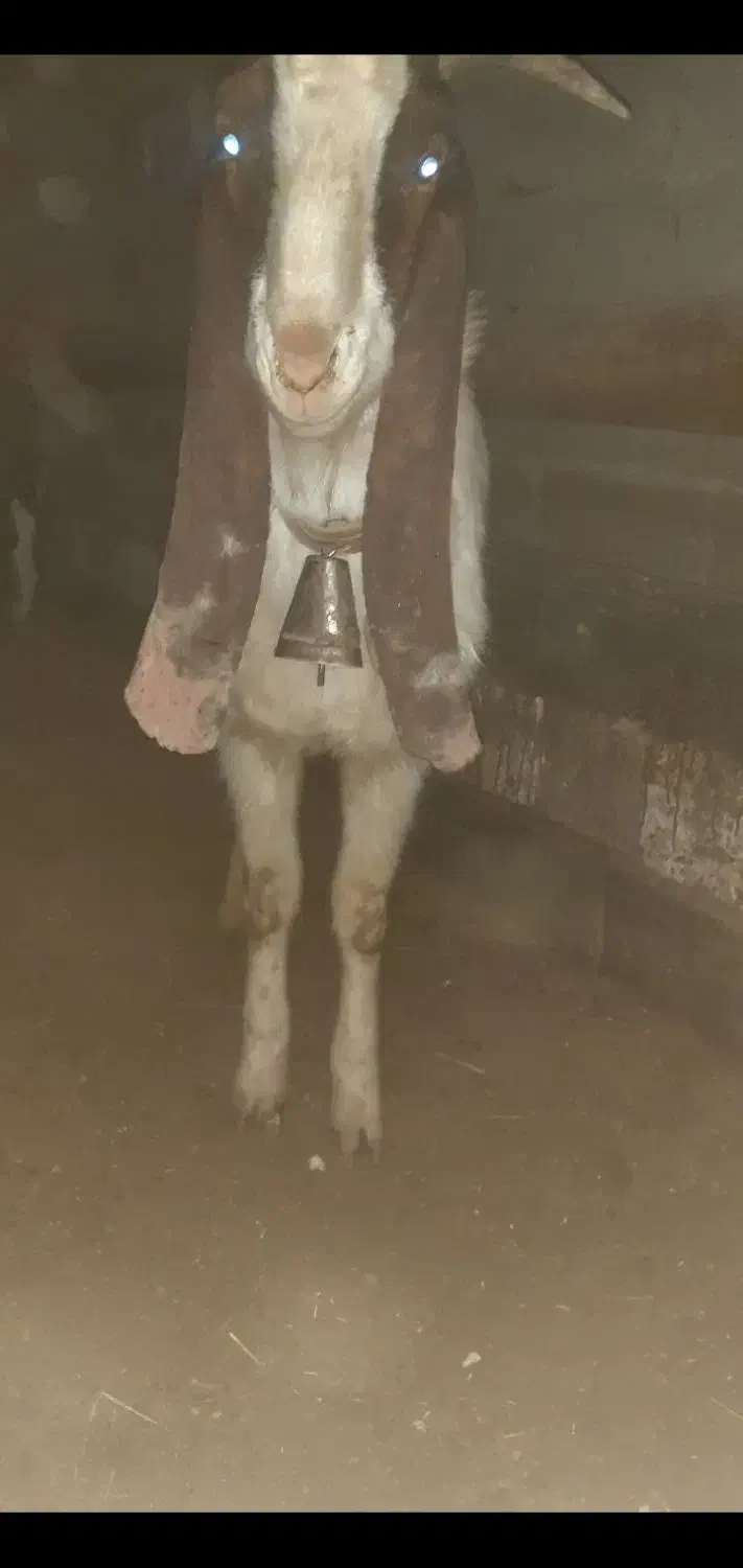 بز پاکستانی گلابی|حیوانات مزرعه|تاکستان, |دیوار