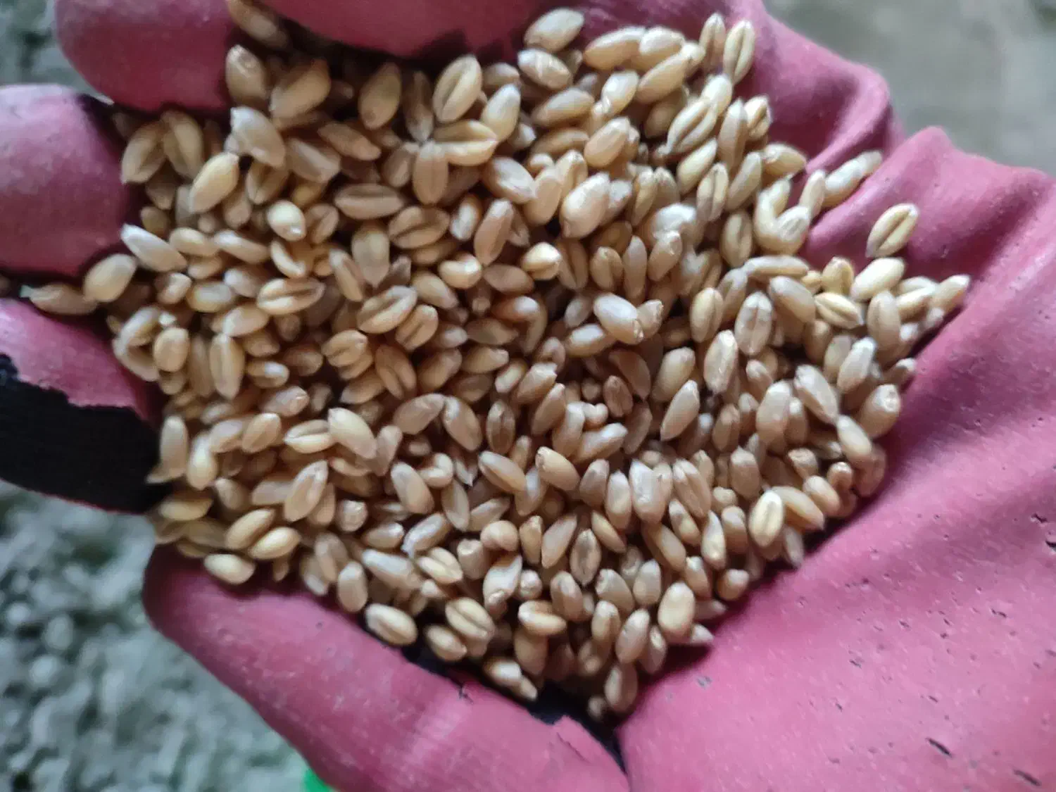 گندم بذری پیشگام|عمدهفروشی|سلطانیه, |دیوار