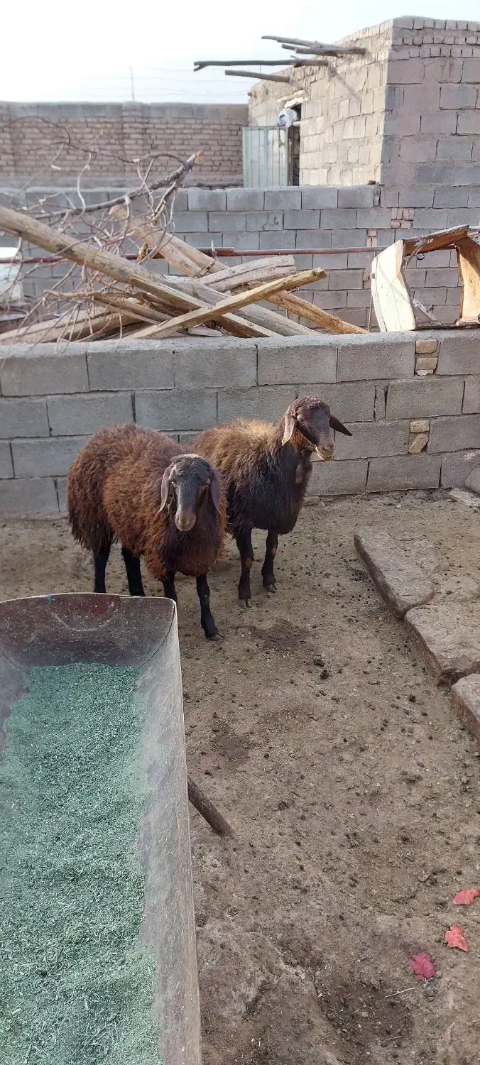 بره ماده هترو|حیوانات مزرعه|جلگه رخ, |دیوار