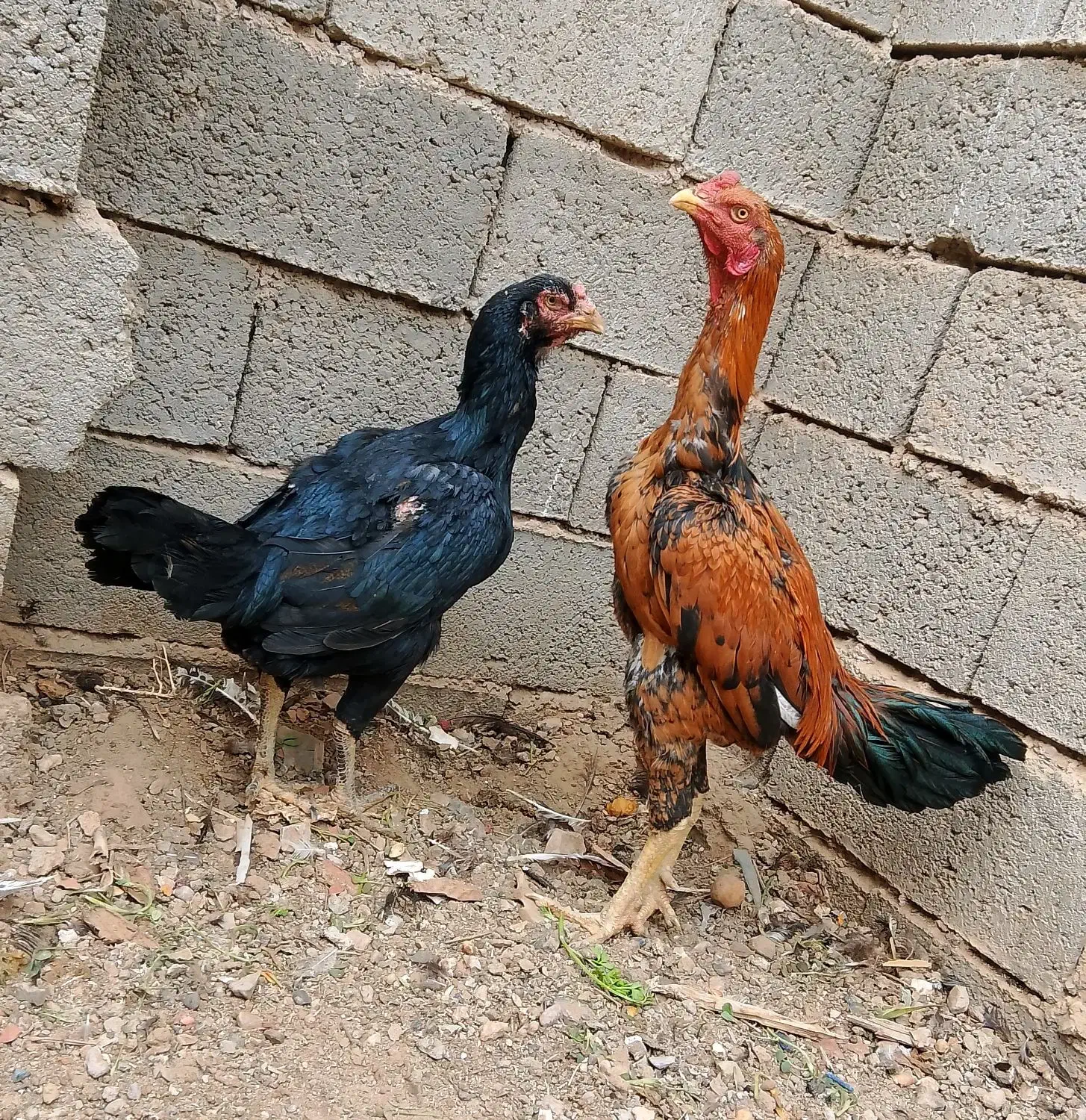 مرغ و خروس لاری|حیوانات مزرعه|سنگان, |دیوار