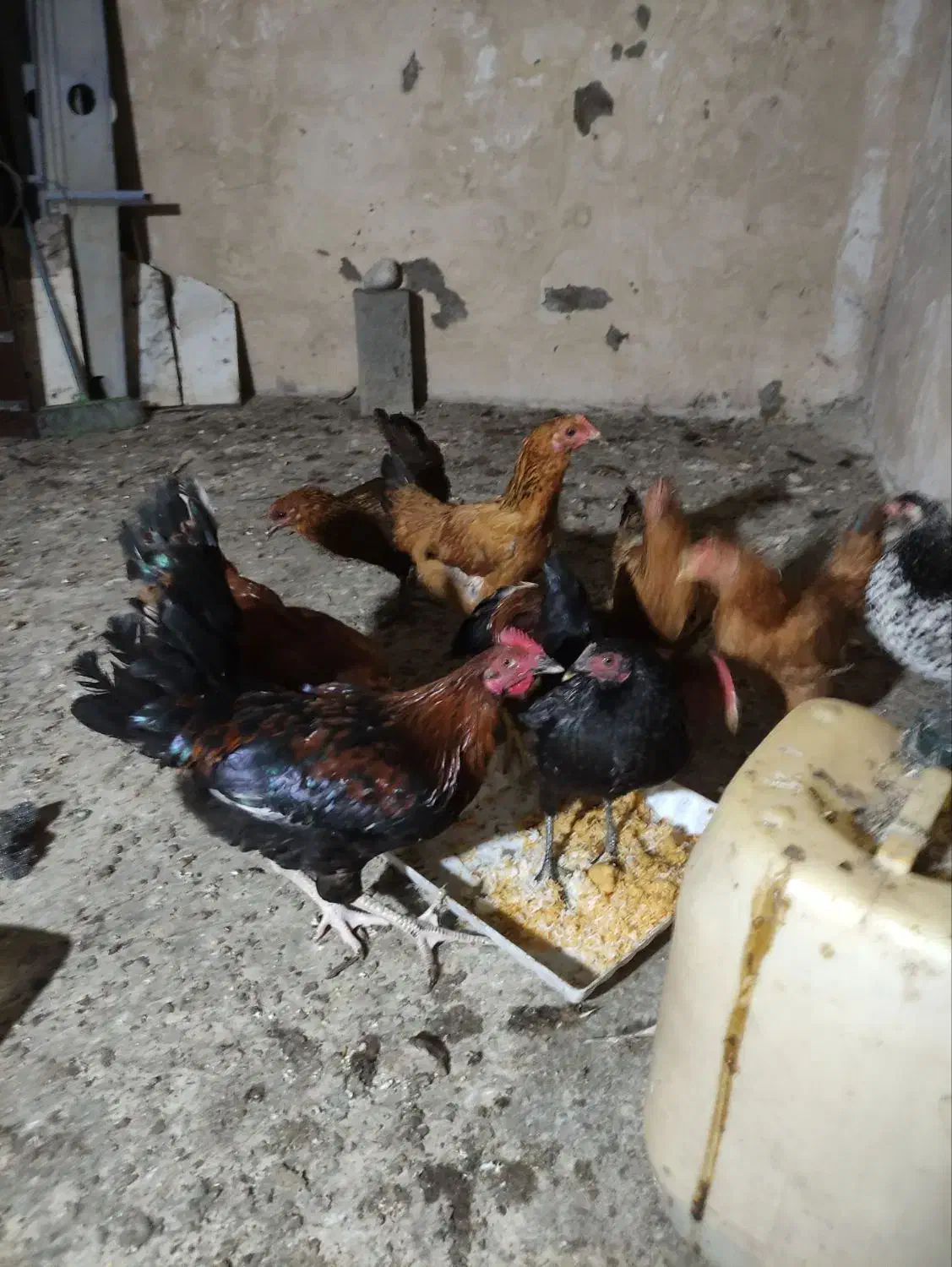 مرغ ۹ماه قیمت دانه ی۵۰۰|حیوانات مزرعه|گالیکش, |دیوار