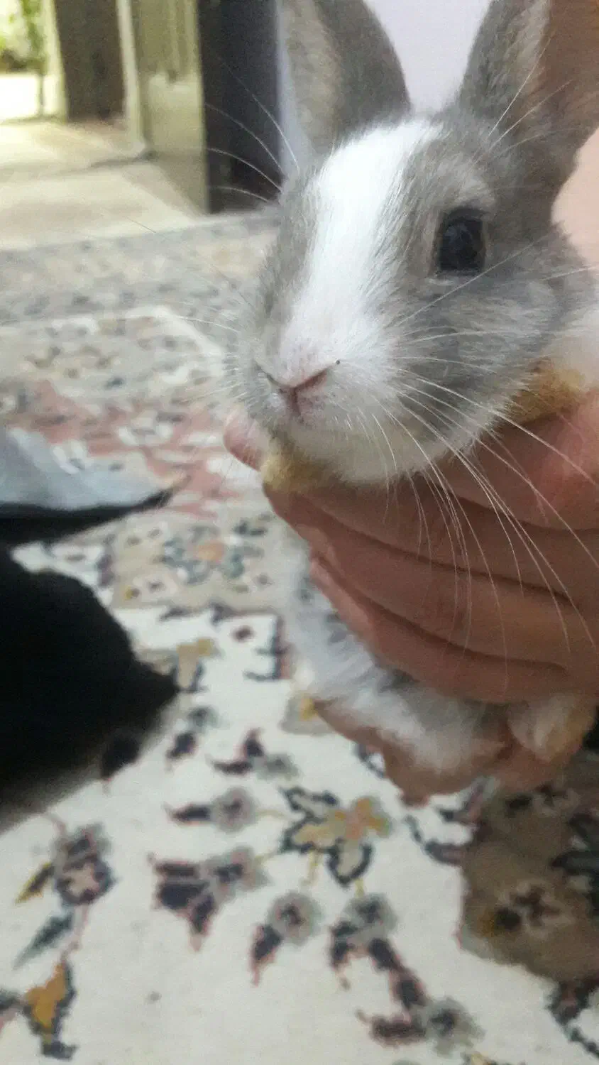 خرگوش بازیگوش و زیبا|موش و خرگوش|سبزوار, توحیدشهر|دیوار