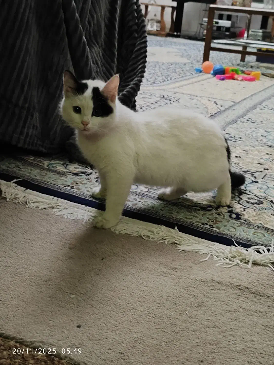 گربه مهربون|گربه|یزد, |دیوار