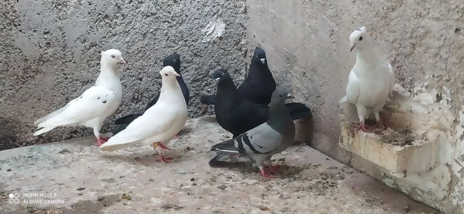 کبوتر سفید و سیاه|پرنده|خورموج, |دیوار