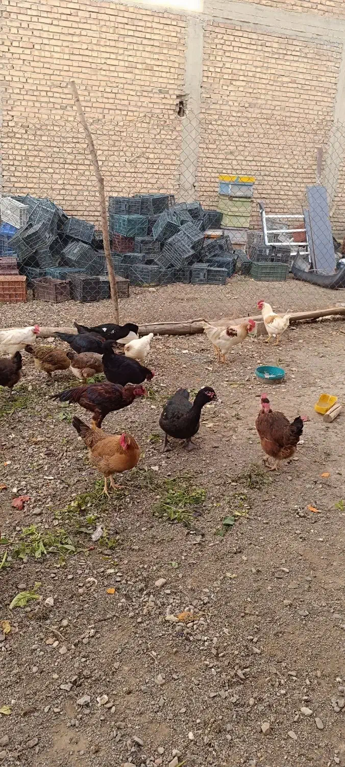 مرغ و خروس محلی|حیوانات مزرعه|ربط, |دیوار