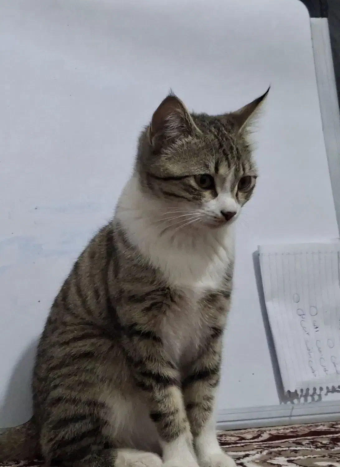 واگذاری گربه|گربه|میانه, |دیوار