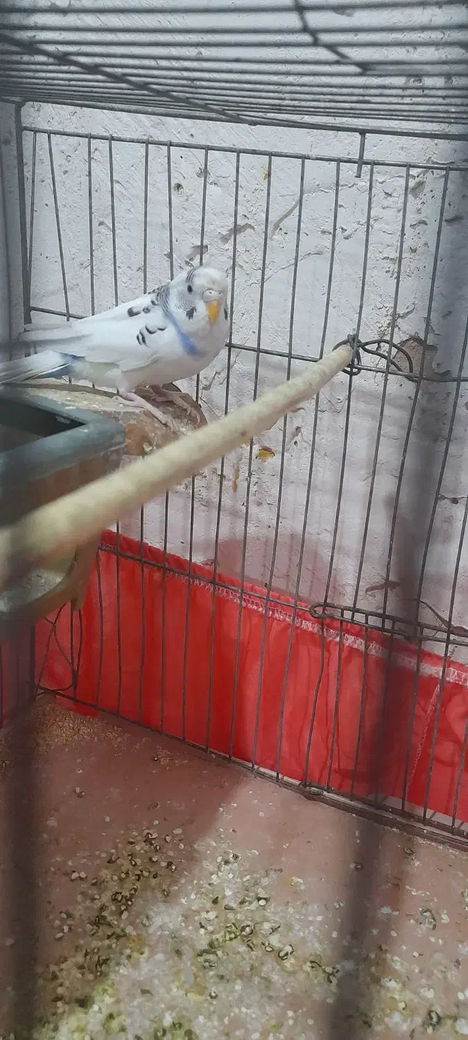 مرغ عشق مولد|پرنده|پاکدشت, خاتون آباد|دیوار