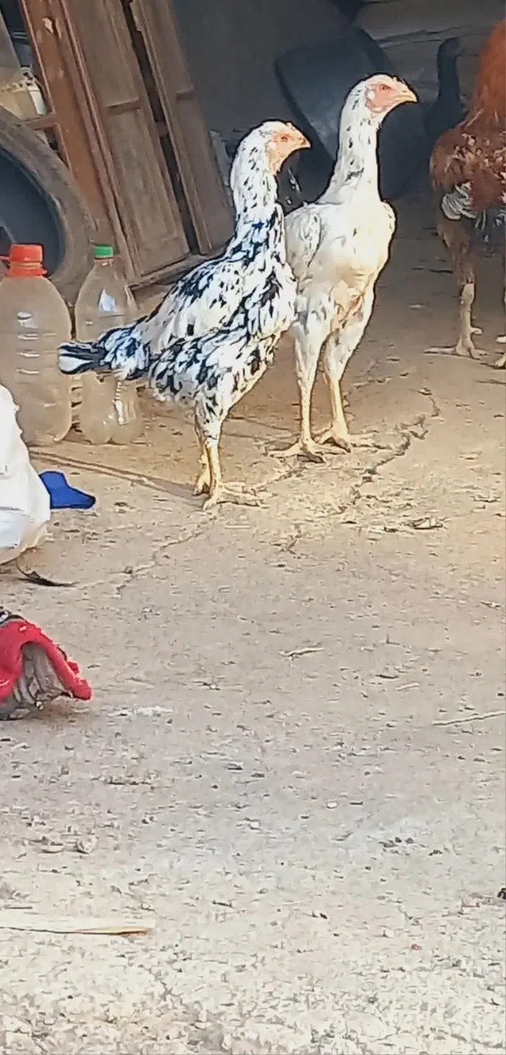 لاری|حیوانات مزرعه|نورآباد, |دیوار