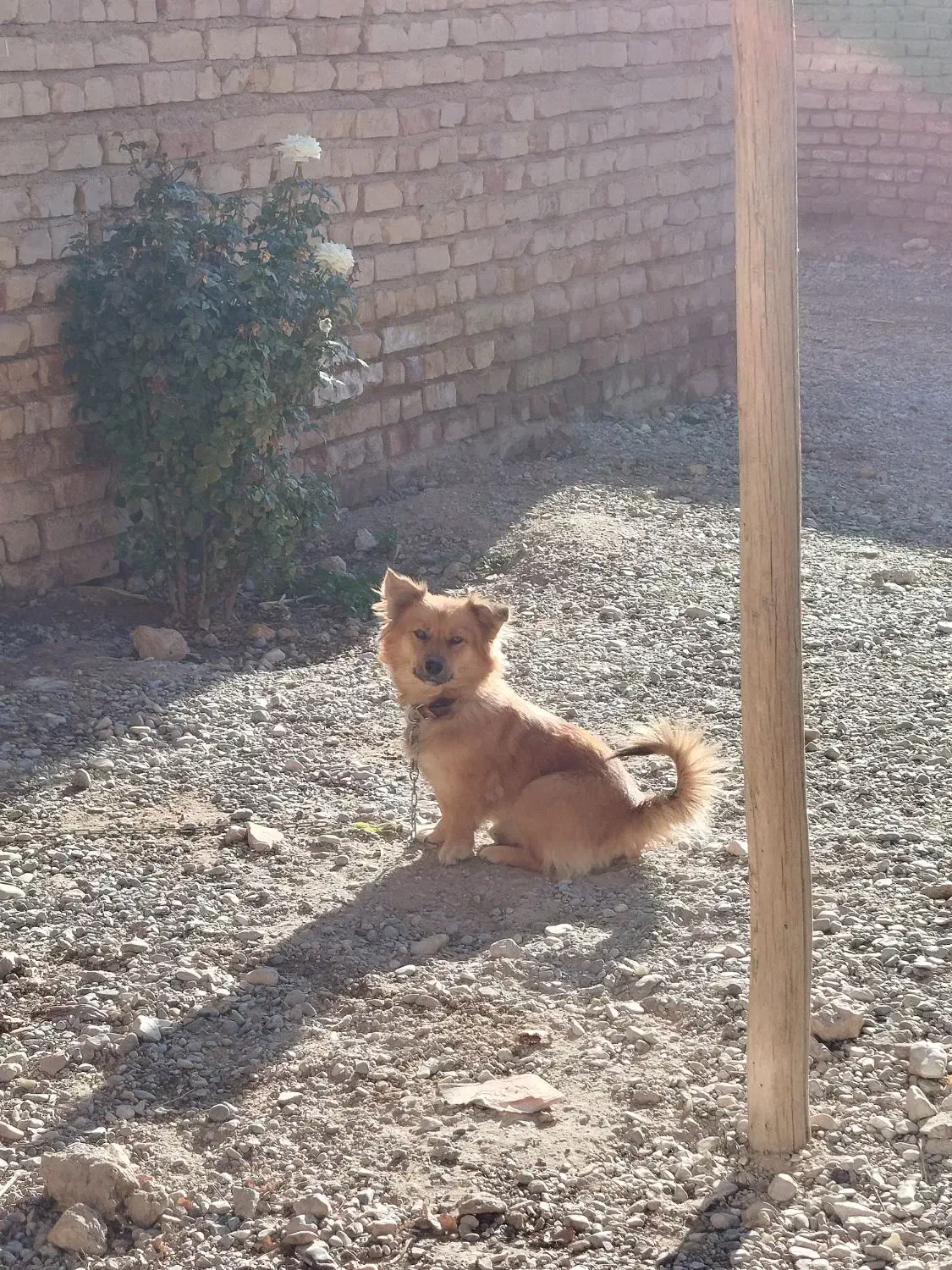 سگ ماده استیپز خانگی|سگ|مرودشت, فیروزی|دیوار