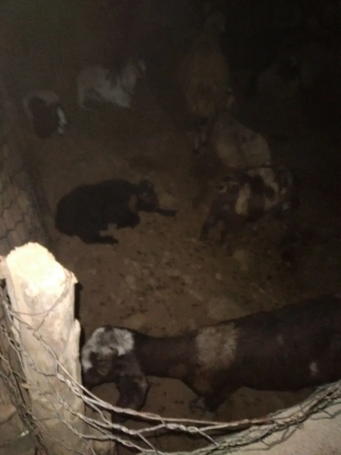 فروش تعدای بزغاله|حیوانات مزرعه|سرپل ذهاب, |دیوار