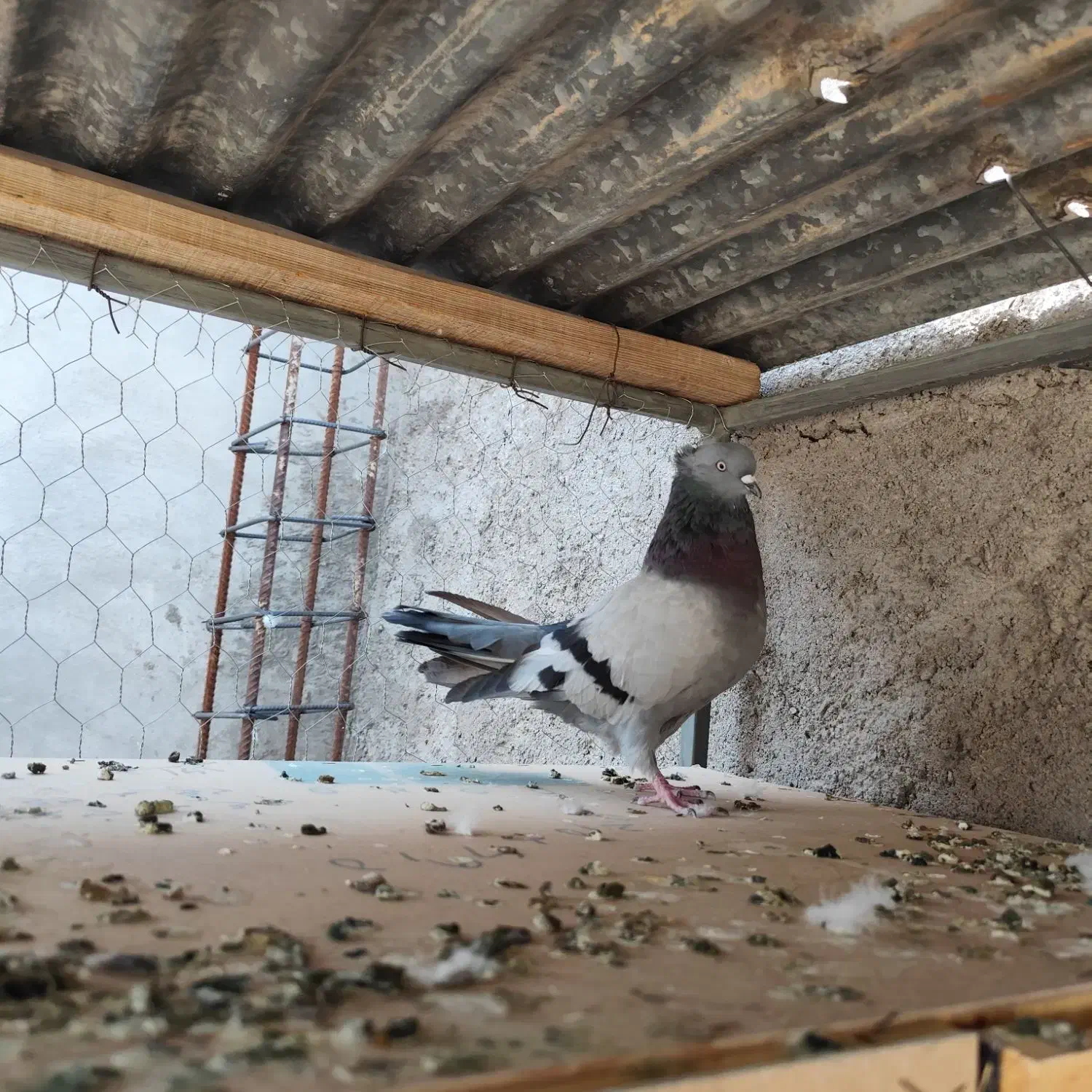 نر سبز صدادار نسل قدیم عطیقه|پرنده|مسجد سلیمان, |دیوار