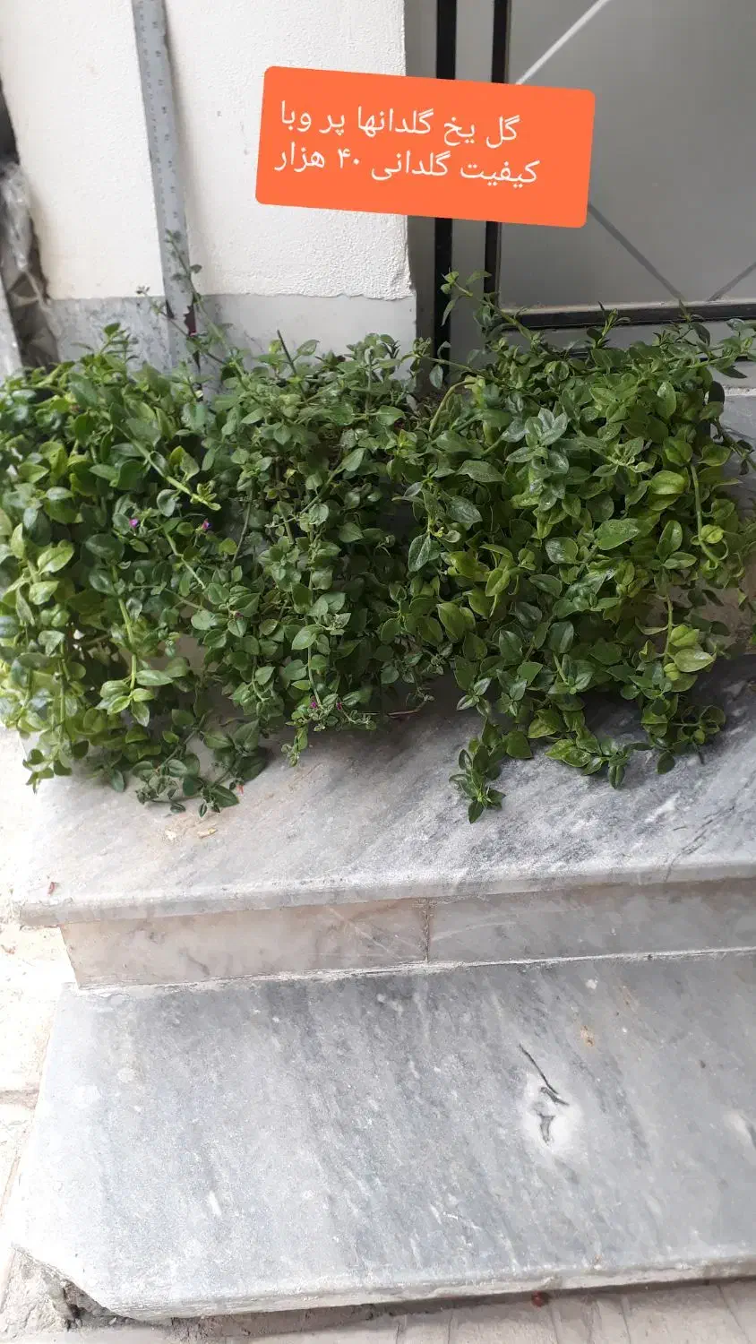 گلهای اپارتمانی با قیمت مناسب|گل و گیاه طبیعی|آشخانه, |دیوار