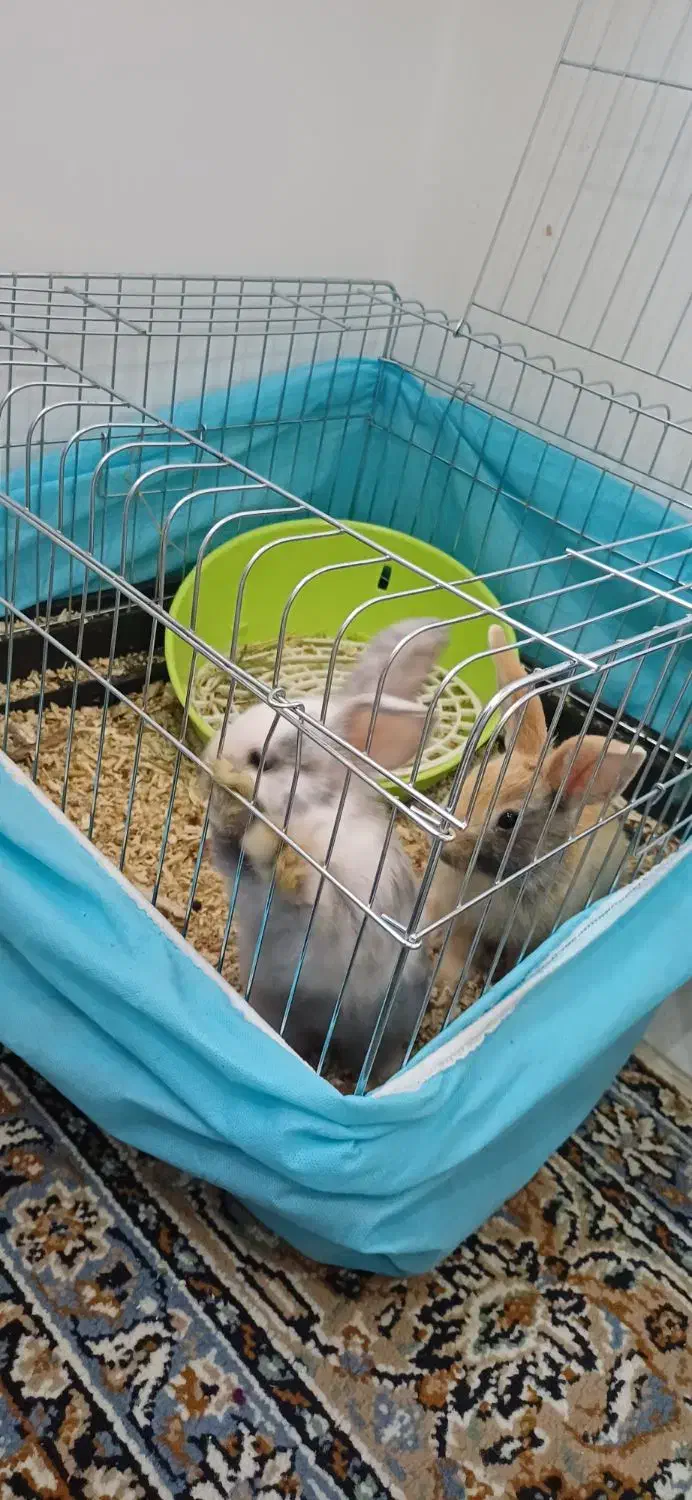 ۲ عدد خرگوش لپ با تمام وسایل|موش و خرگوش|اراک, |دیوار