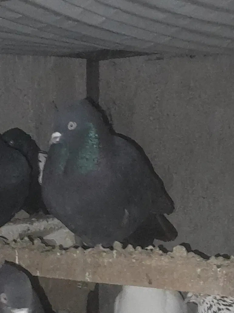 کبوتر|پرنده|ماسال, |دیوار