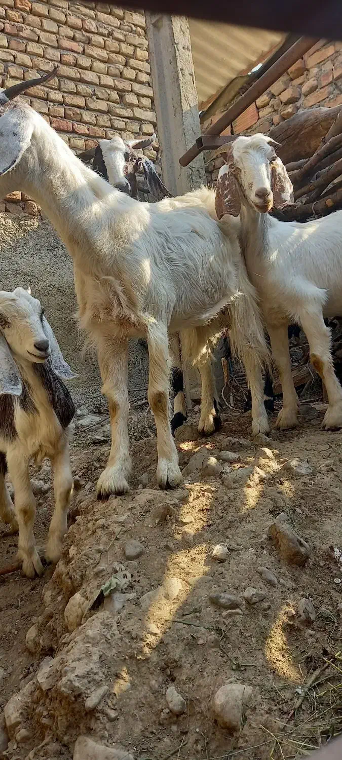 بز  با بز غاله|حیوانات مزرعه|جلین, |دیوار