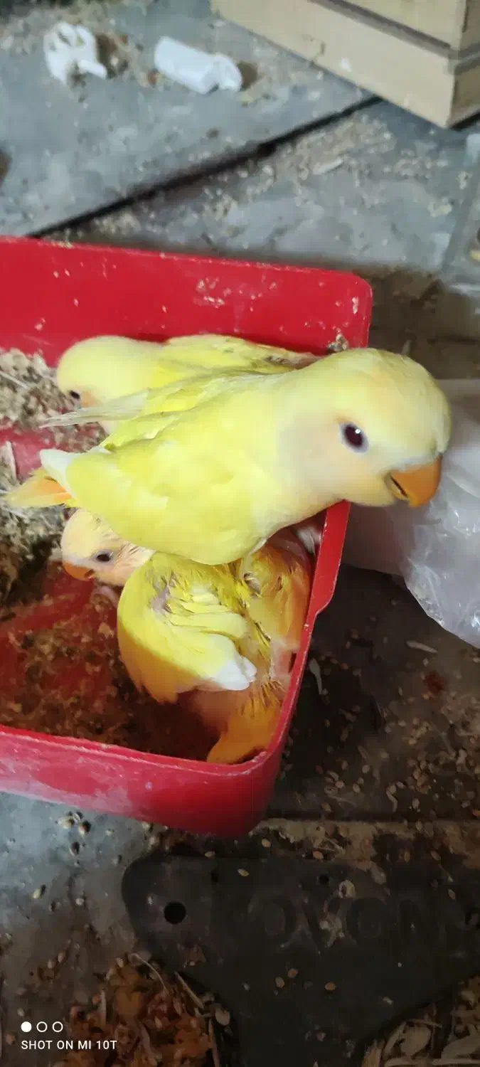 جوجه برزیلی|پرنده|شیراز, زرهی|دیوار