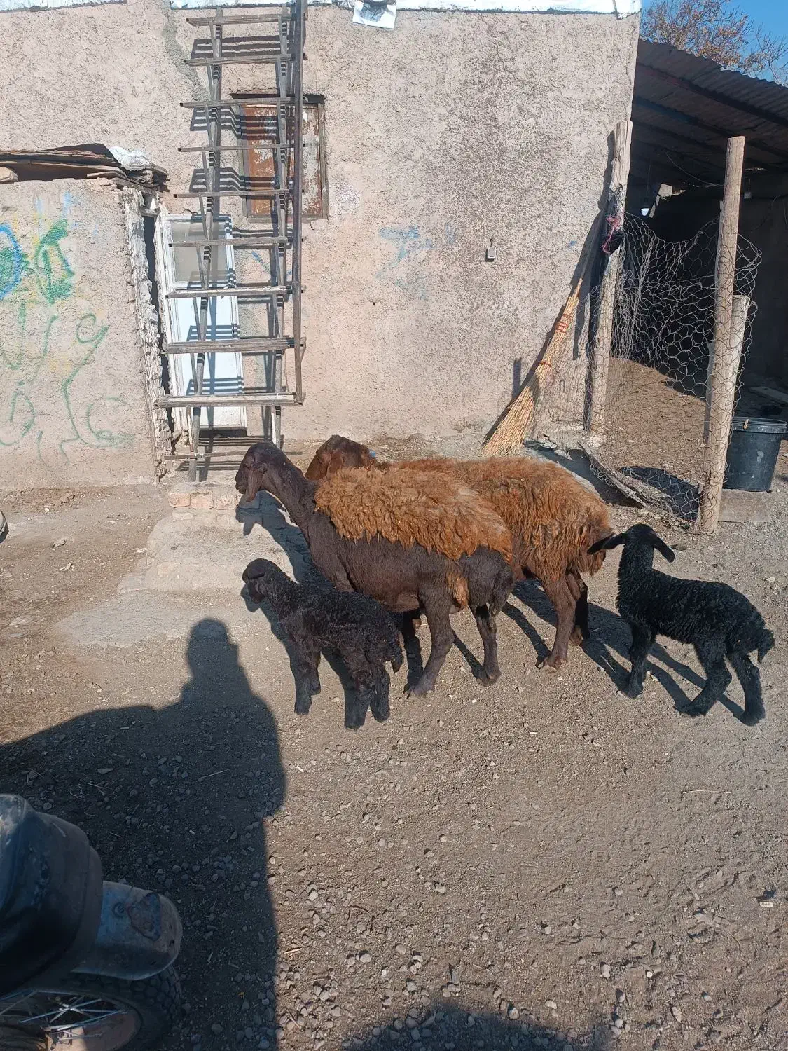 میش بره دار|حیوانات مزرعه|اقبالیه, |دیوار