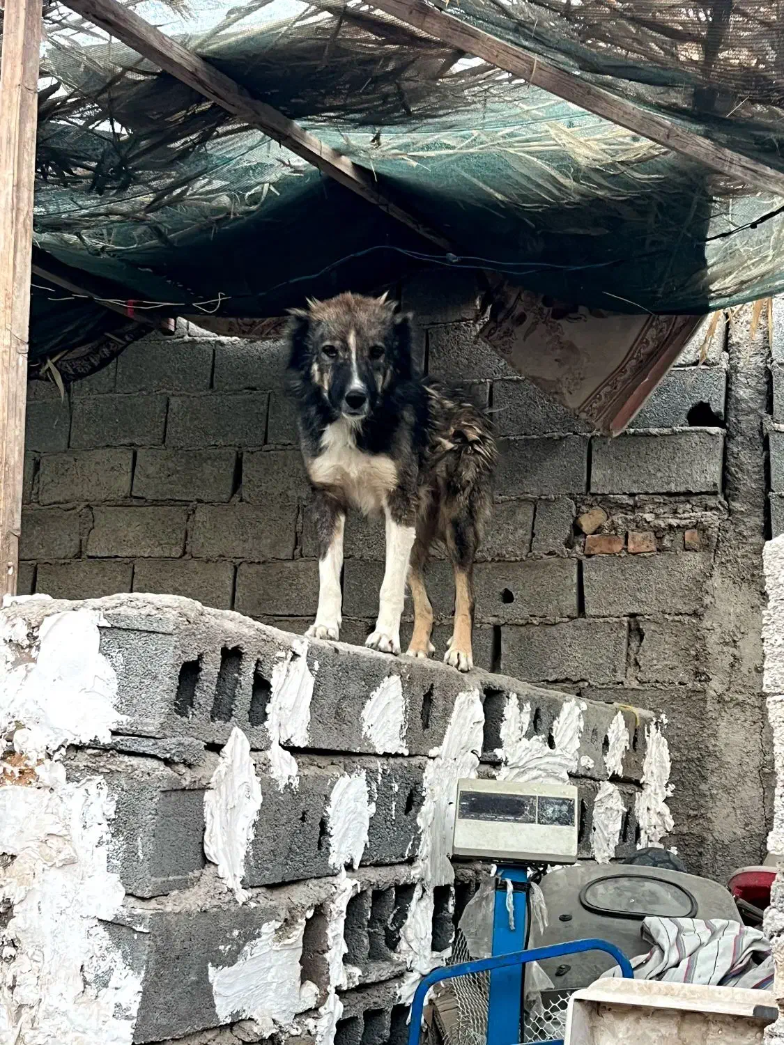 سگ سراب قدرجونی گرگی|سگ|ری, دیلمان|دیوار