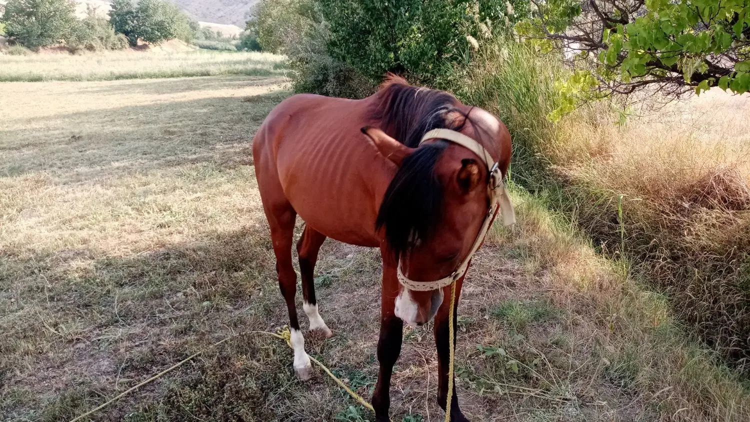 اسب جوان|اسب و تجهیزات اسب‌سواری|کلاترزان, |دیوار