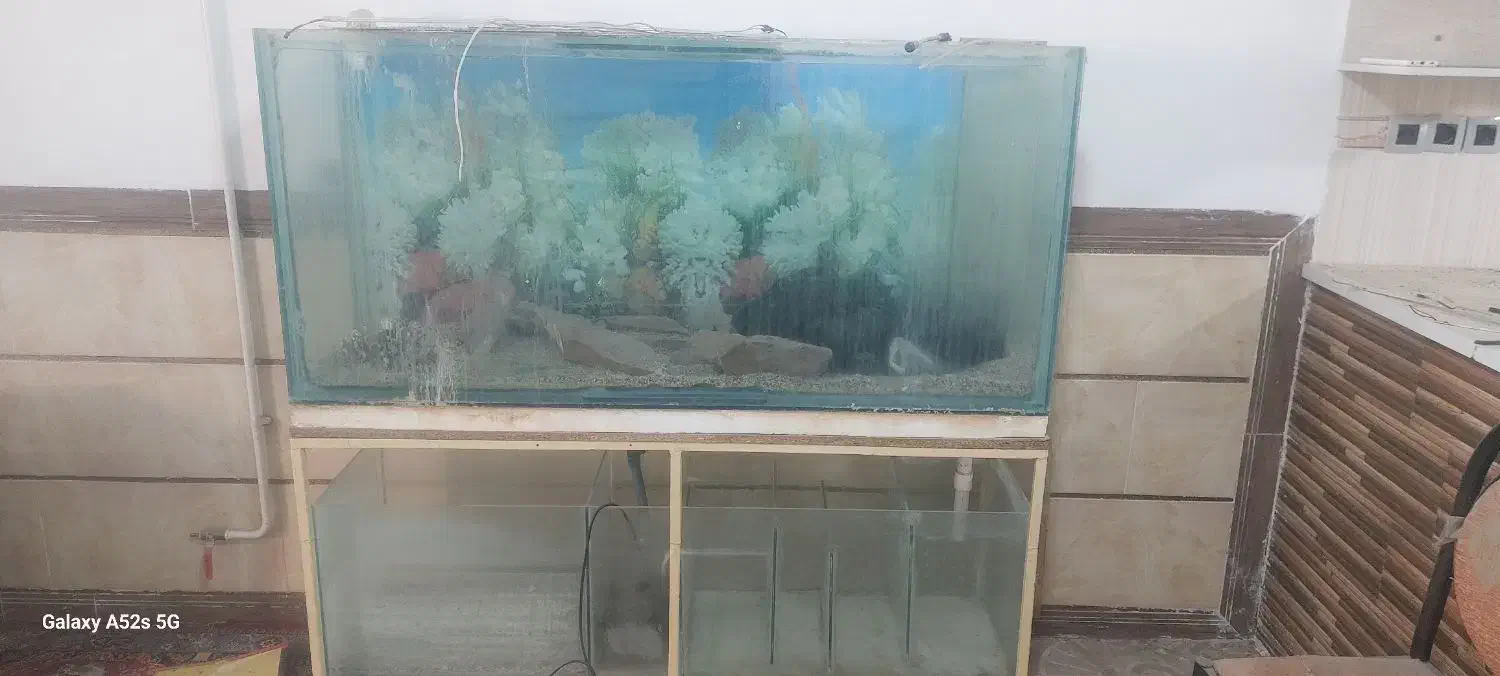 اکواریوم|ماهی|کرمان, |دیوار