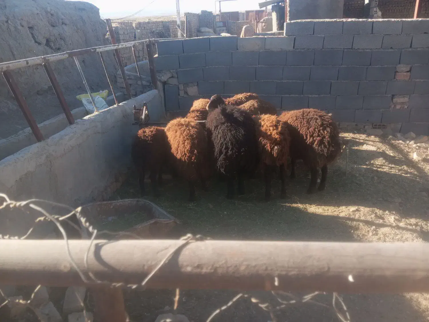 بره نر وماده|حیوانات مزرعه|نیشابور, ریوند|دیوار